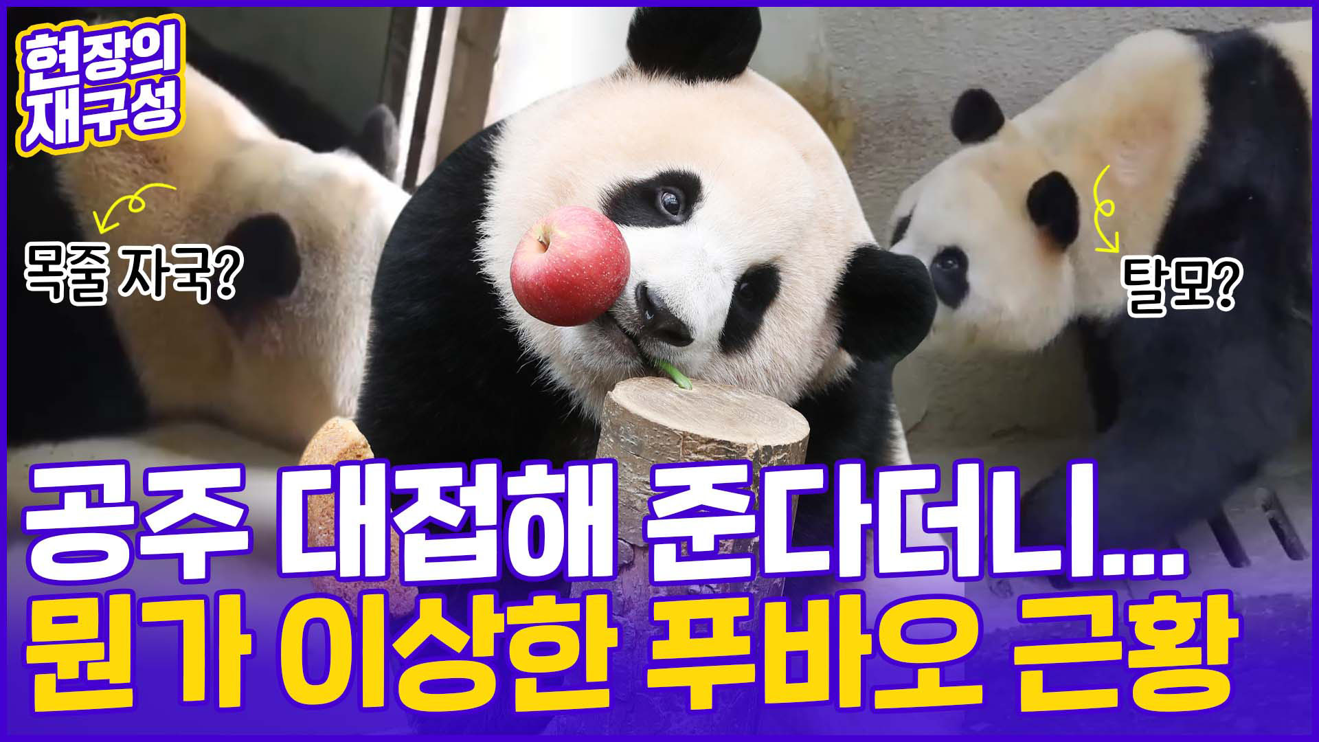[현장의재구성] "탈모" "목줄" 루머 <em class='find'>푸바오</em>…중국 "완벽 적응, 곧 공개"