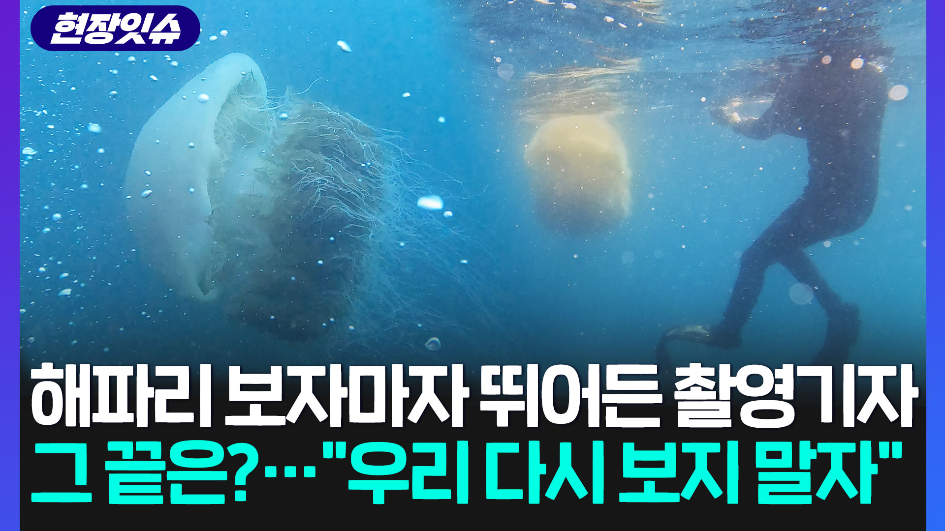 [현장잇슈] <em class='find'물</em 속에서 마주친 1.5미터 해파리, 뜻하지 않게 초근접 촬영한 썰
