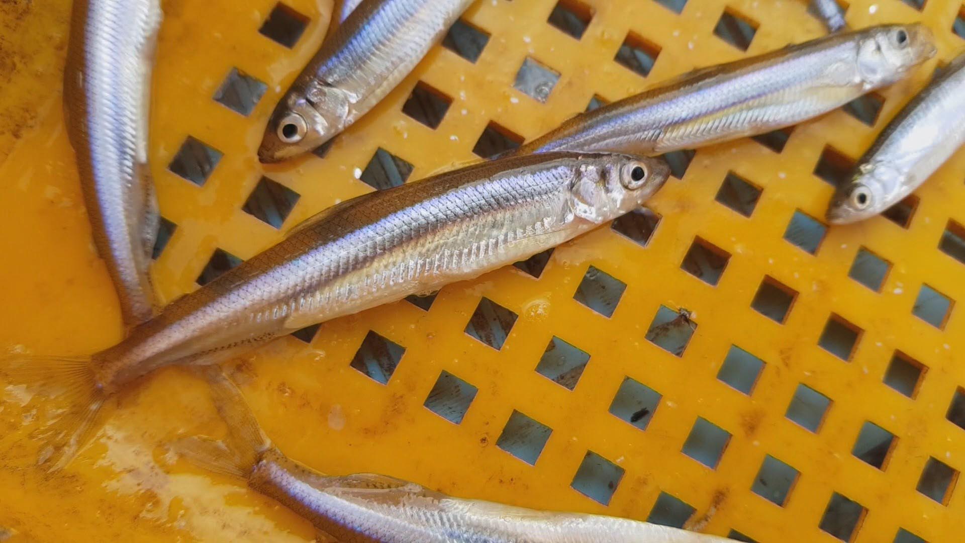 얼지 않는 대청호 빙어 어획량 급감…얼음낚시도 무산