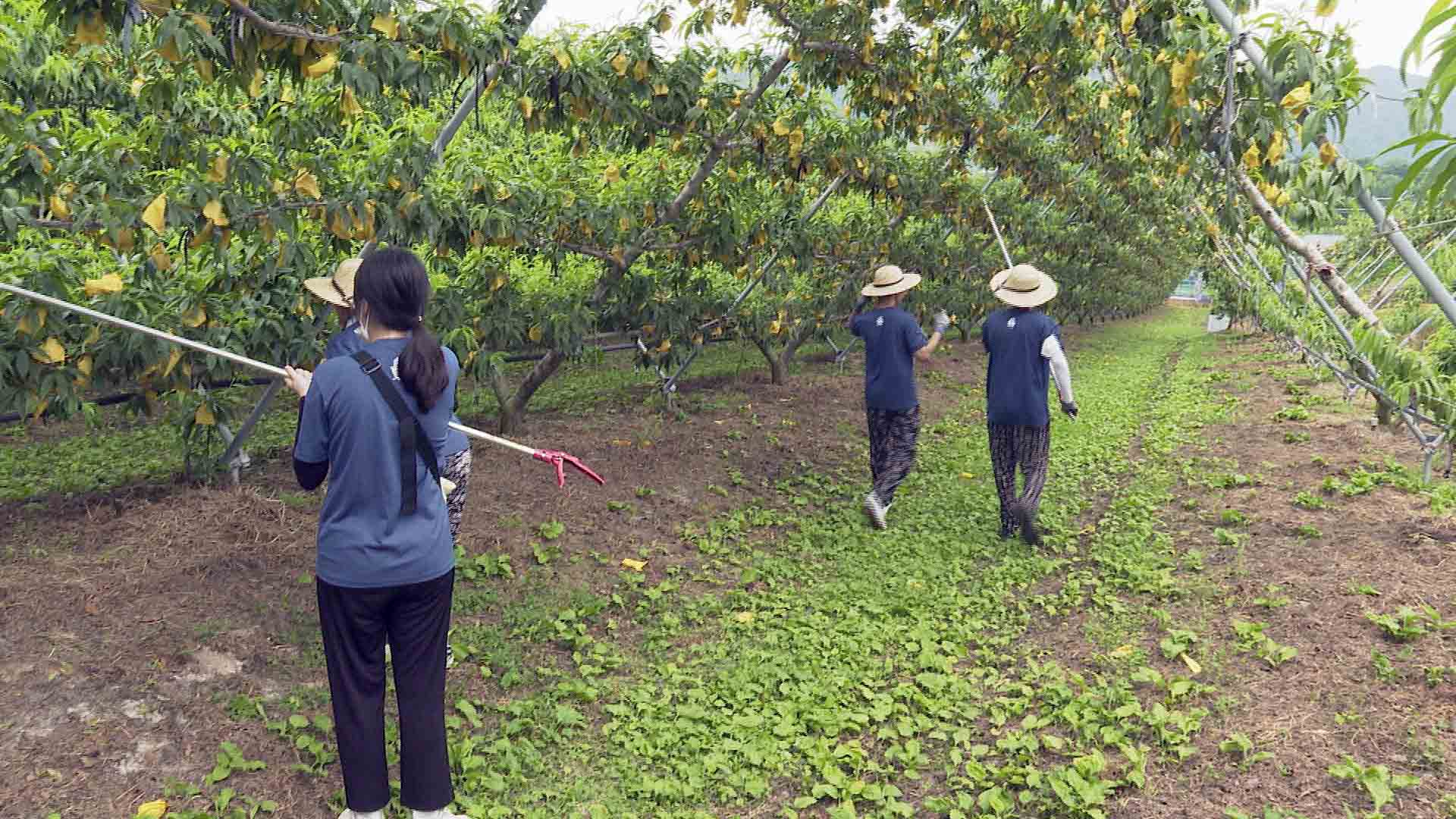 3년 만에 시작된 '농활'…대학생들 뙤약볕 구슬땀