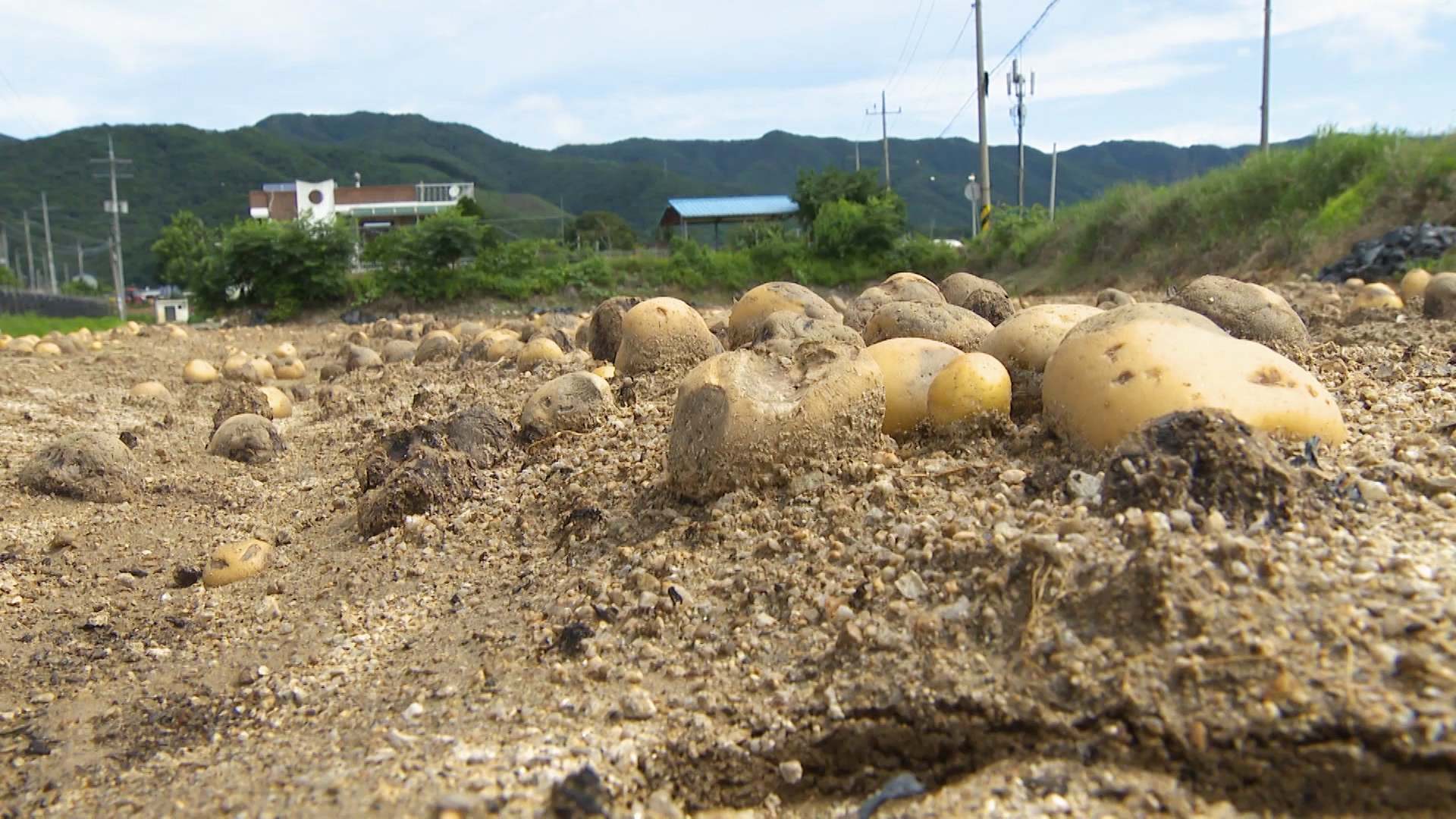 찜통 날씨에 감자 농사 망쳐…마른 장마에 간척지 벼 고사