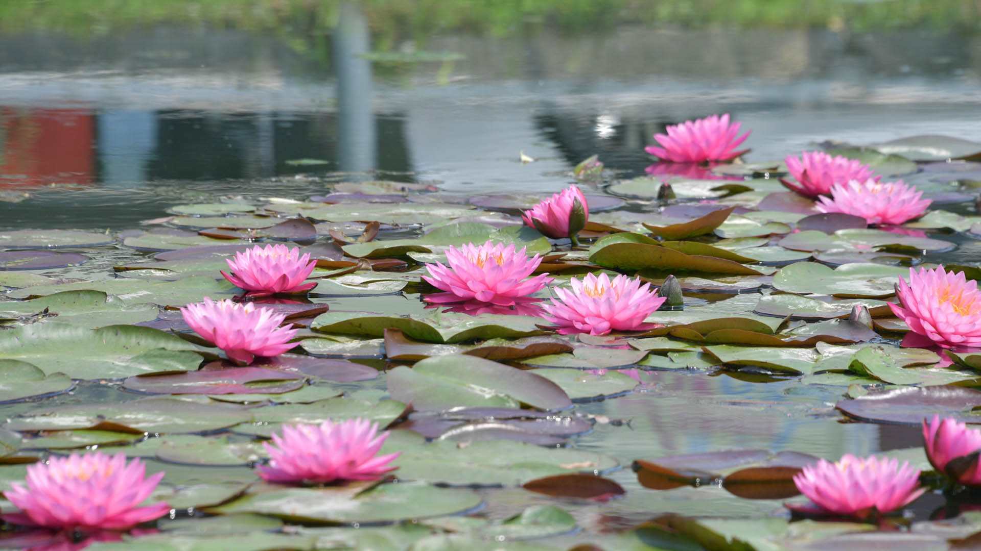 1,000만 송이 연꽃의 향연…부여 서동연꽃축제 개막