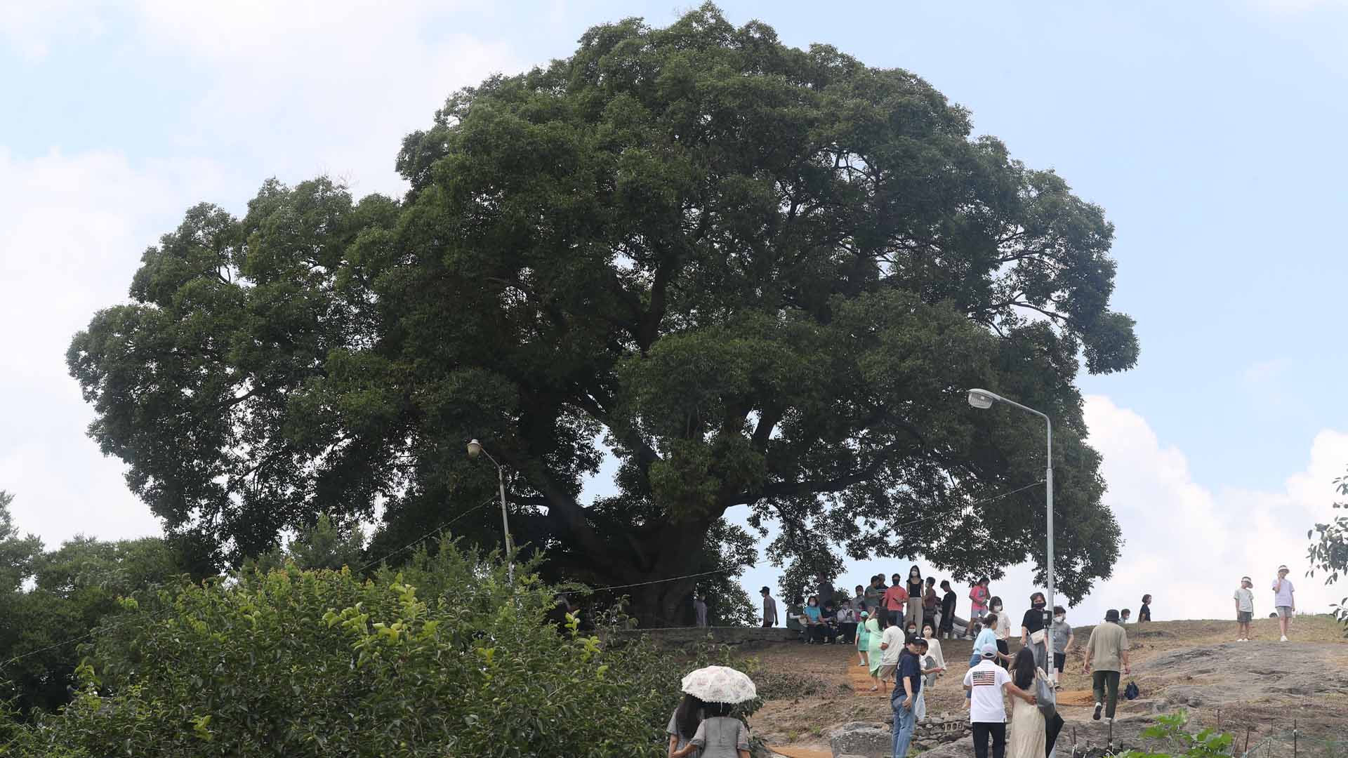 '우영우 팽나무' 마을에 관광객 북적…온라인카지노 후기만큼 부작용도