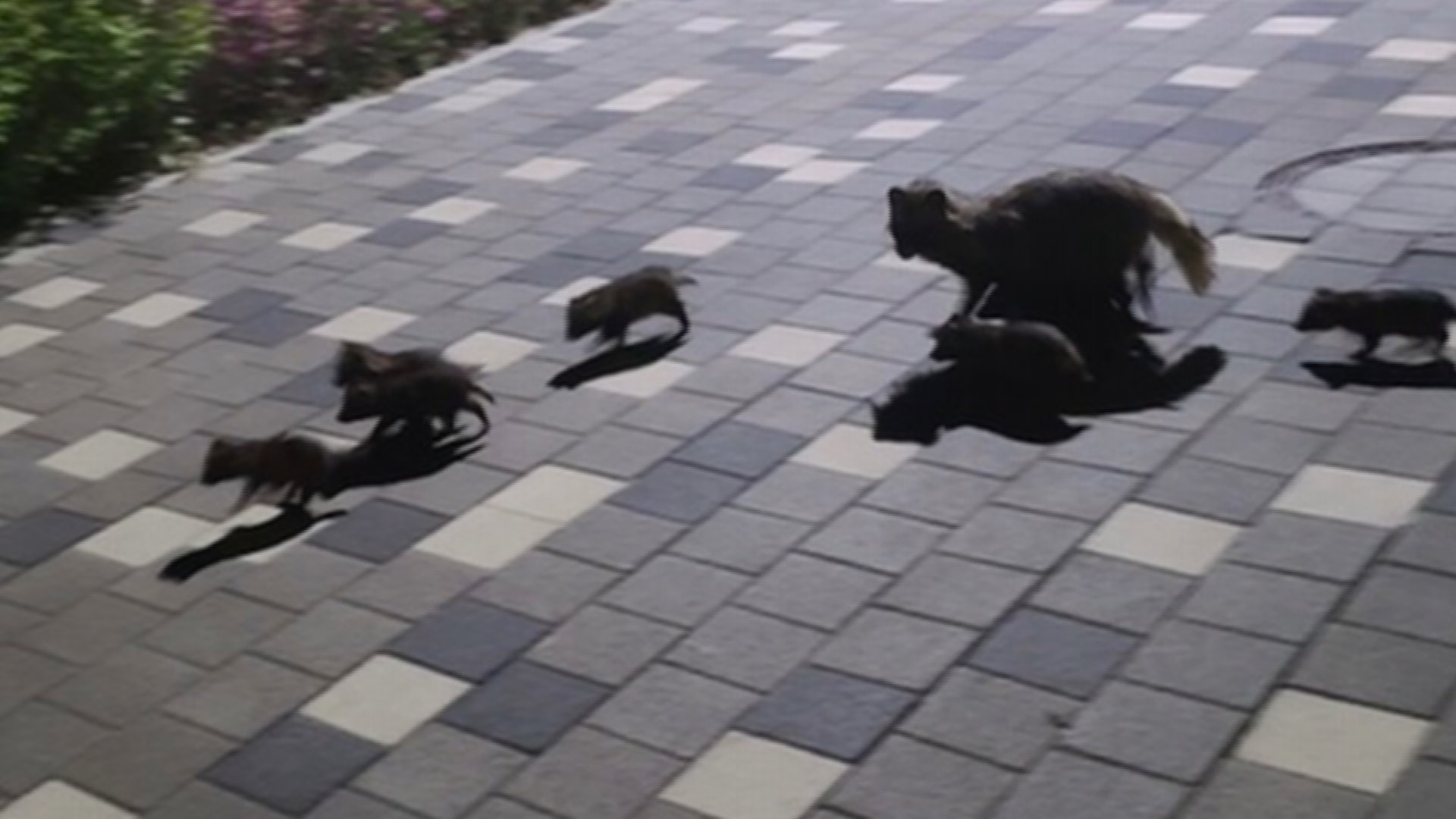 도심까지 내려온 너구리…"서식지 파괴도 한몫"