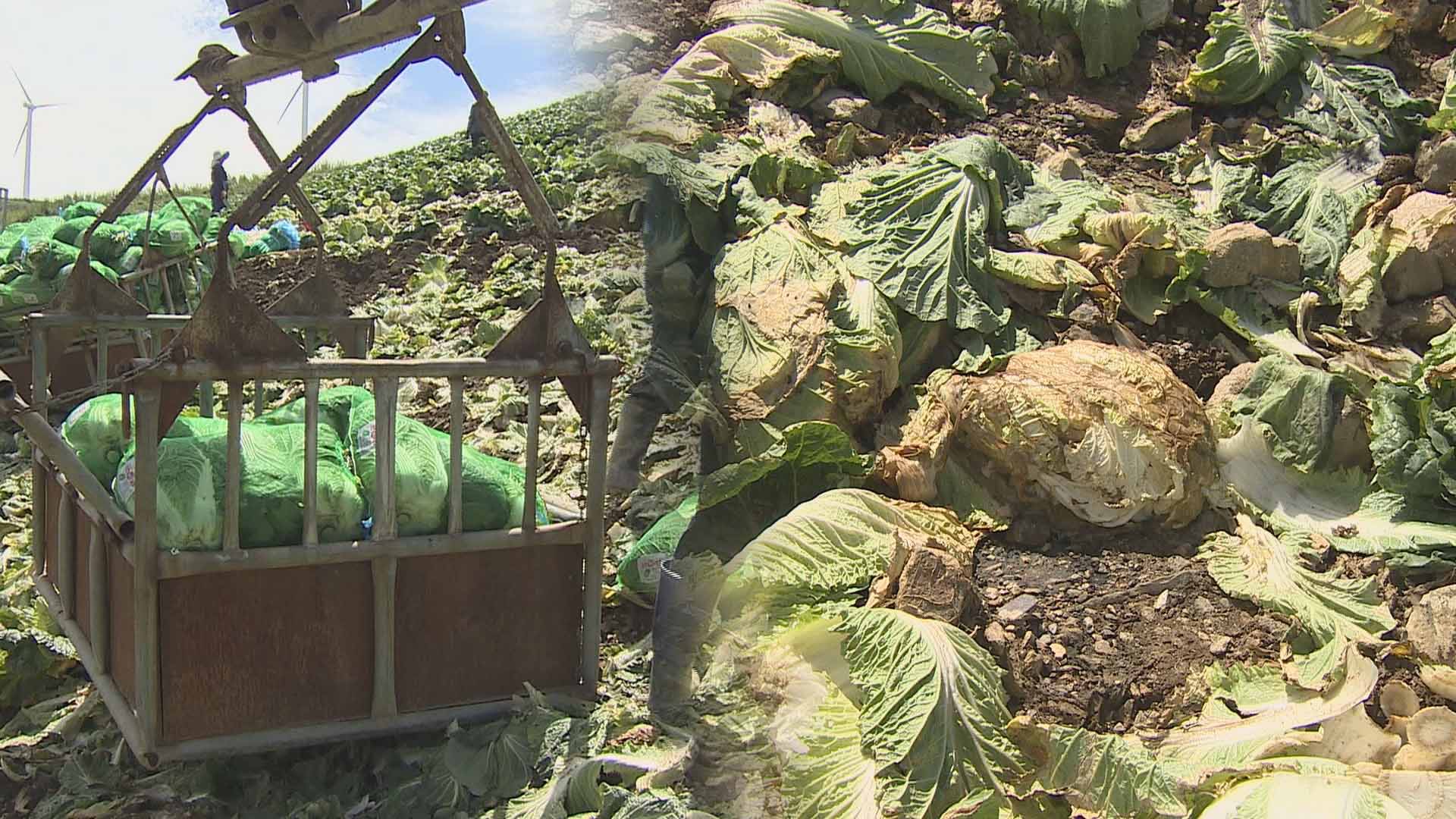 폭염·폭우에 강원 <em class='find'고랭지</em 우리 카지노 '무름병' 습격…우리 카지노 농사 포기