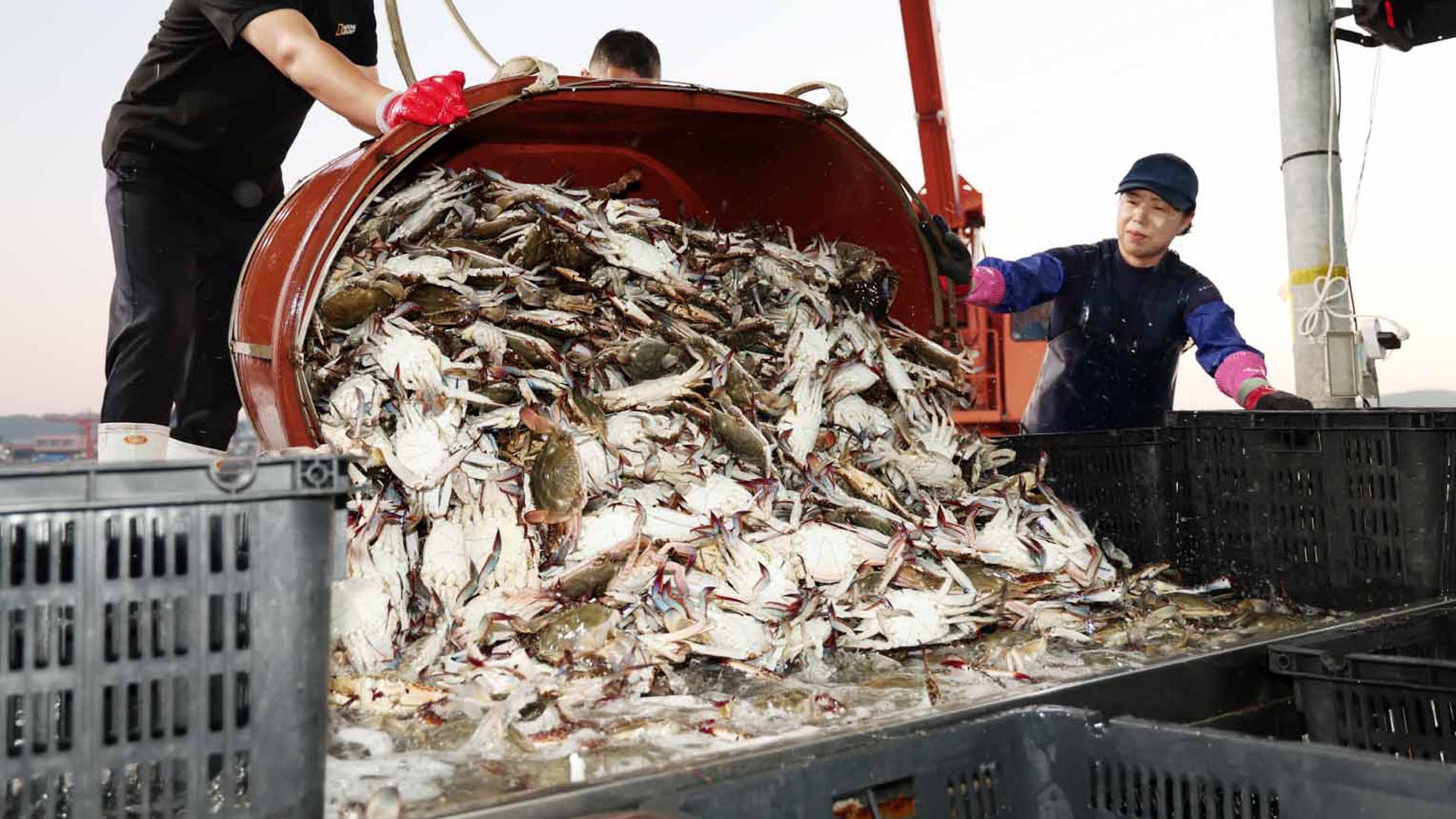 제철 맞은 진도 '가을 꽃게' 풍년…식객 '유혹'