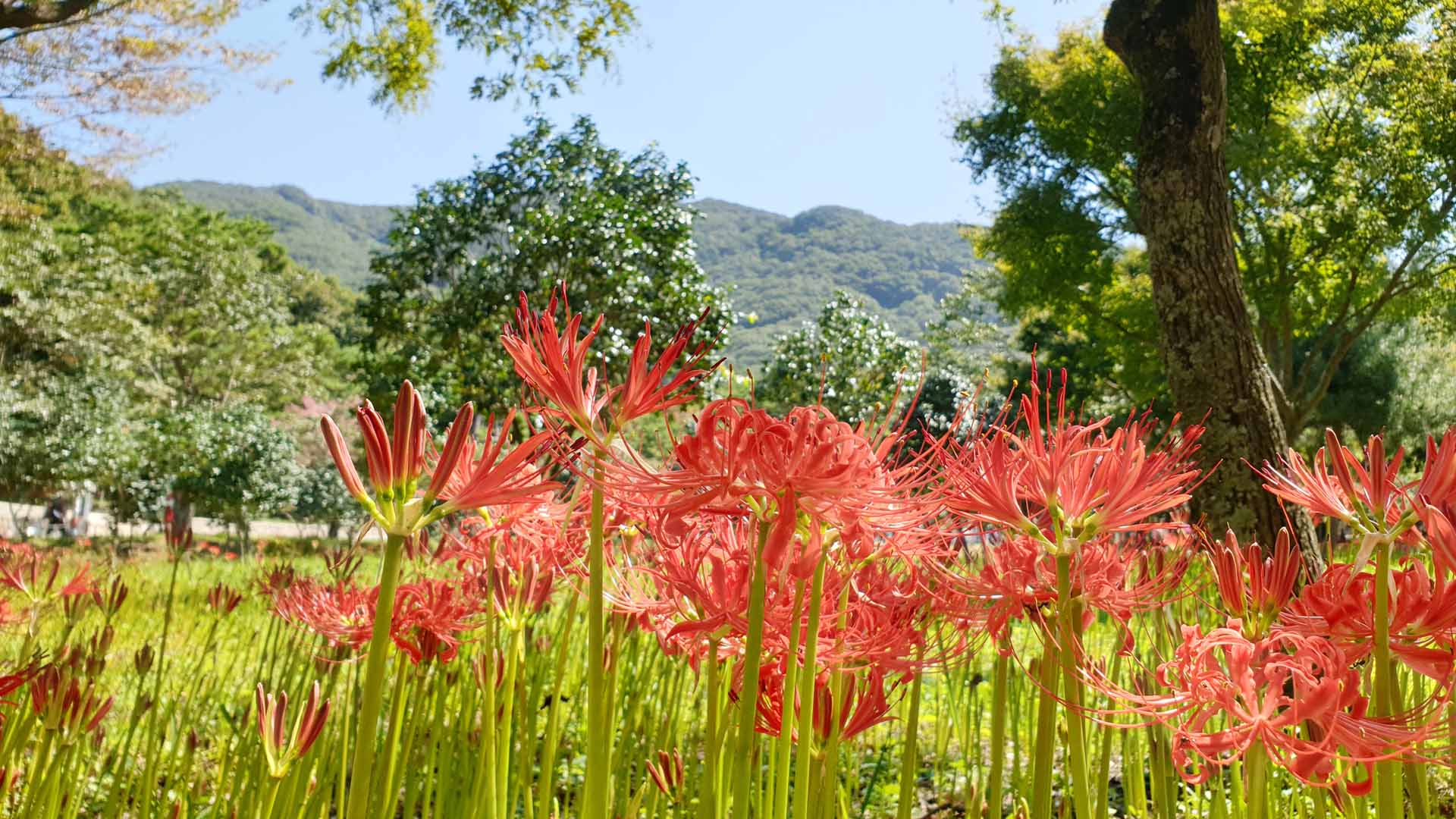천년고찰 물들인 붉은 상사화…3년 만에 가을꽃 축제