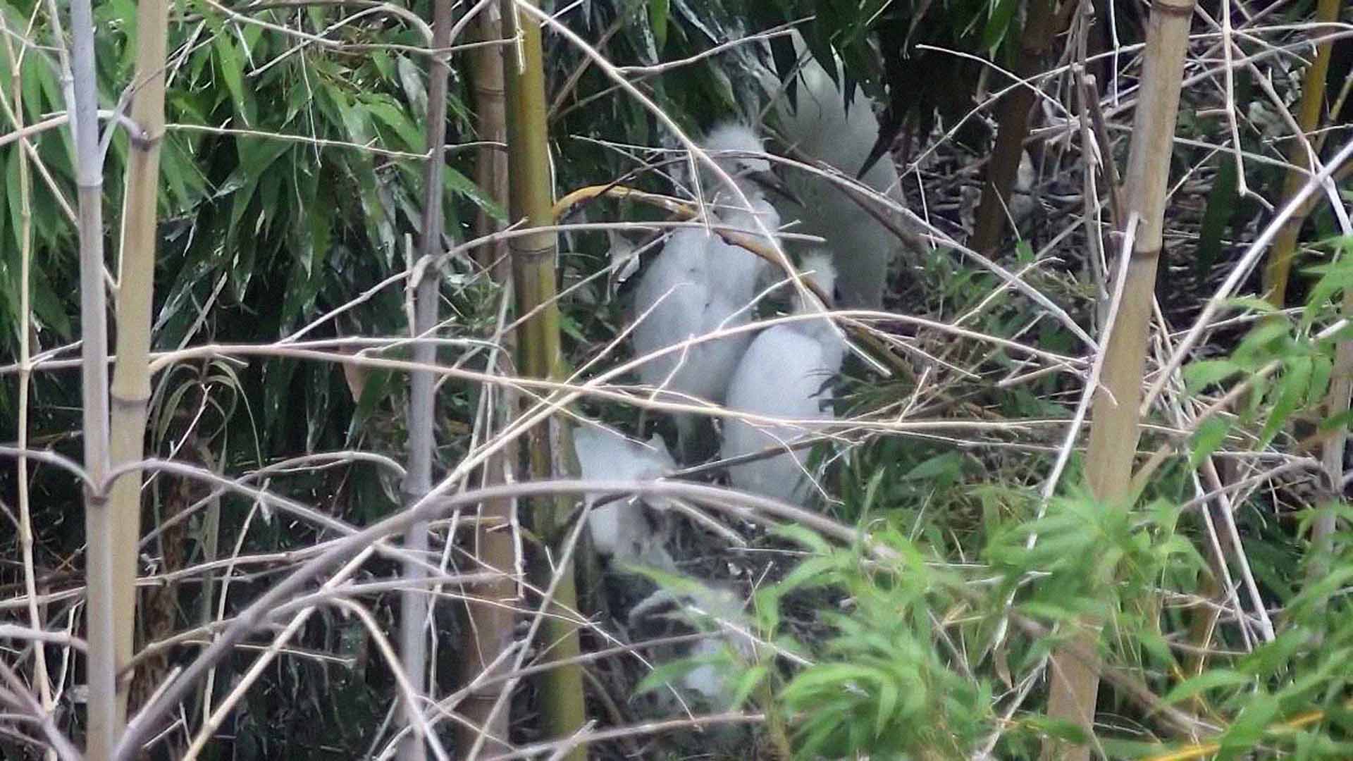 울산 태화강 황로 67일 간 성장일기 첫 포착