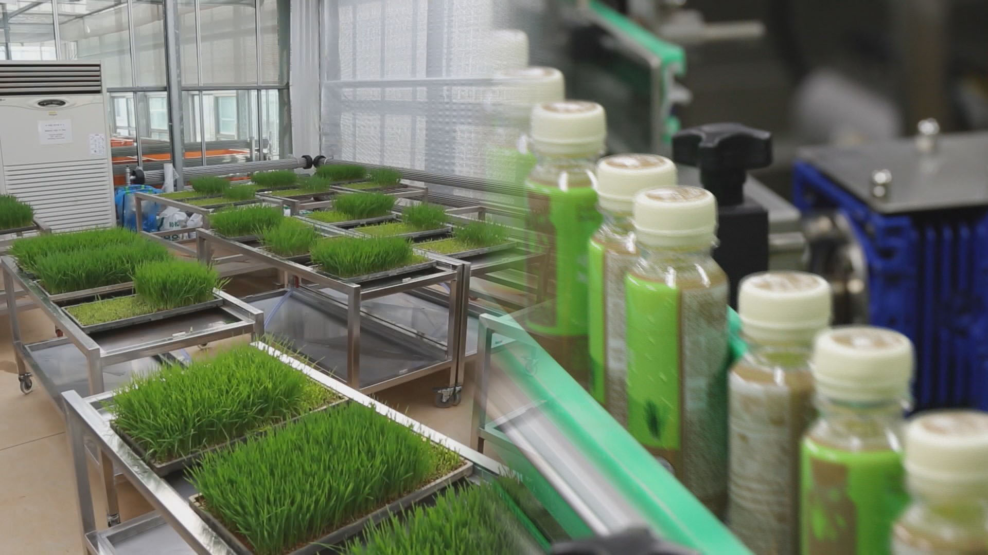 새싹귀리…"근육감소증 개선에 효과"