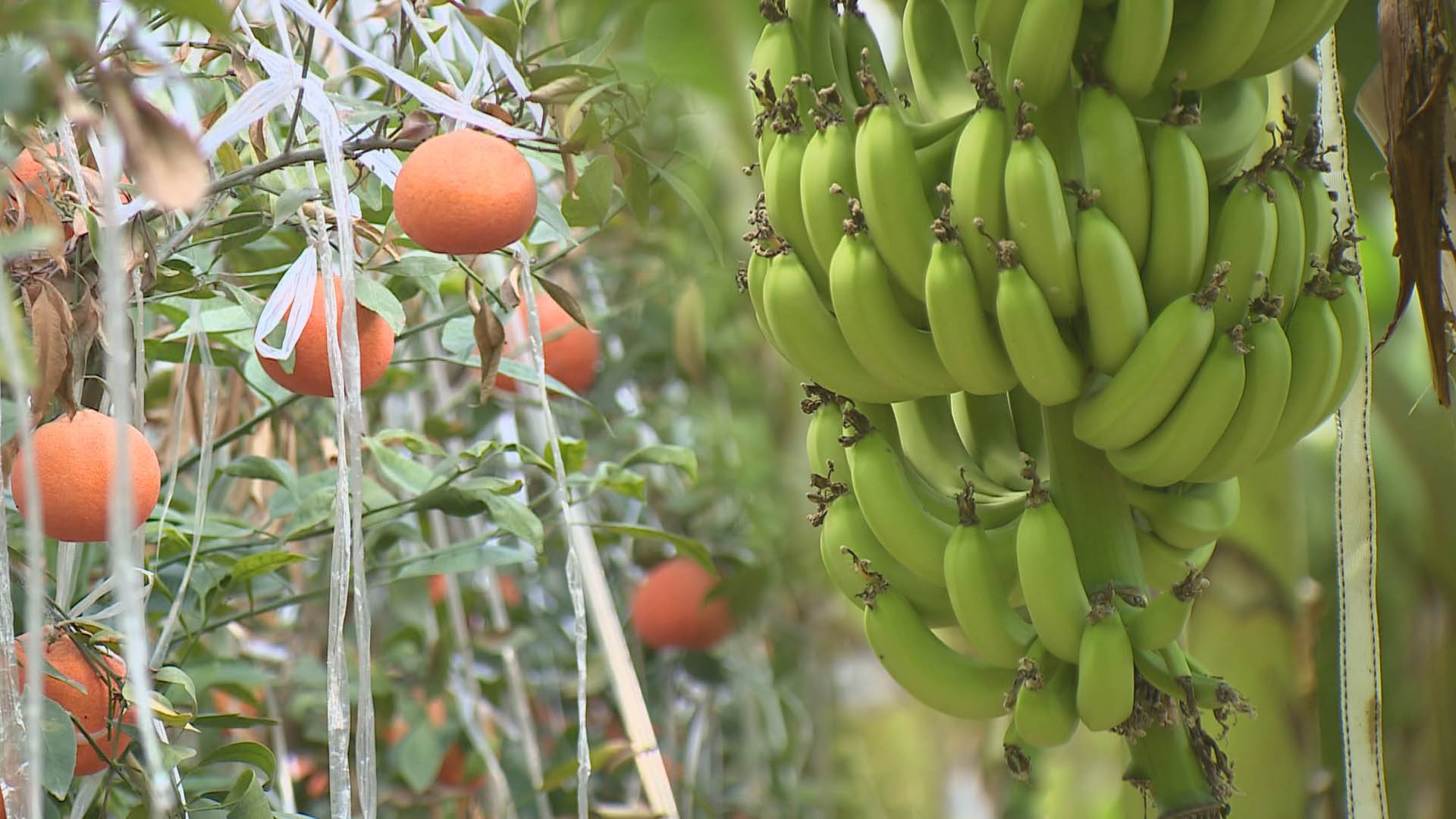 얼음나라 화천에서 열대과일 재배…과일 지도 바뀐다