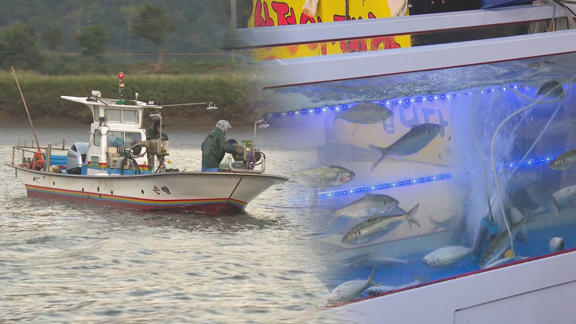 바다서 자취 감춘 '가을 전어'…온난화가 제철 바꿔