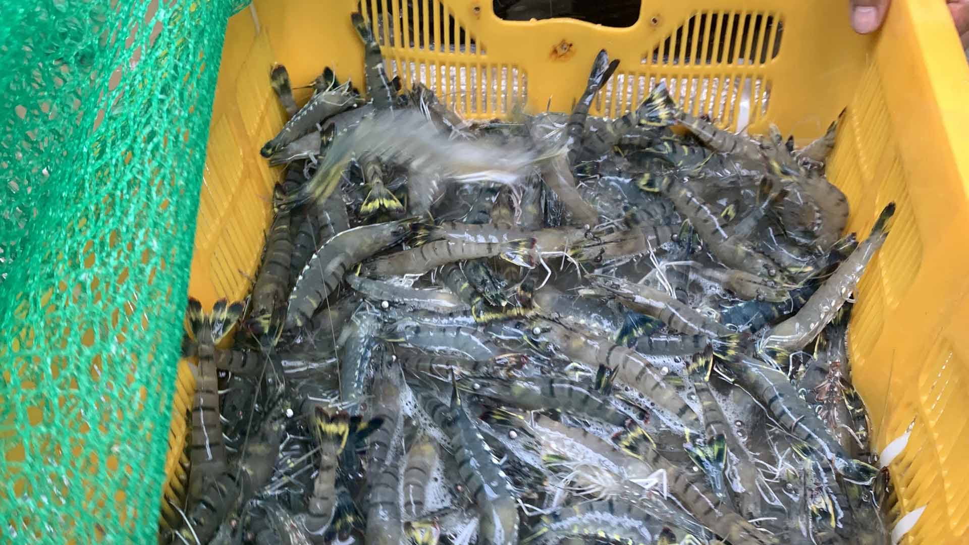 살아있는 블랙 타이거 새우 식탁에 오른다…양식 성공