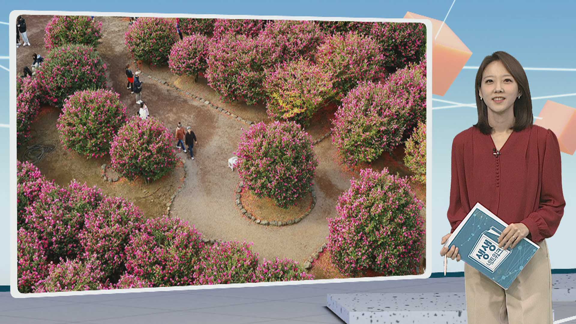 [생생갤러리] 제주의 겨울 알리는 동백꽃 '활짝' 外