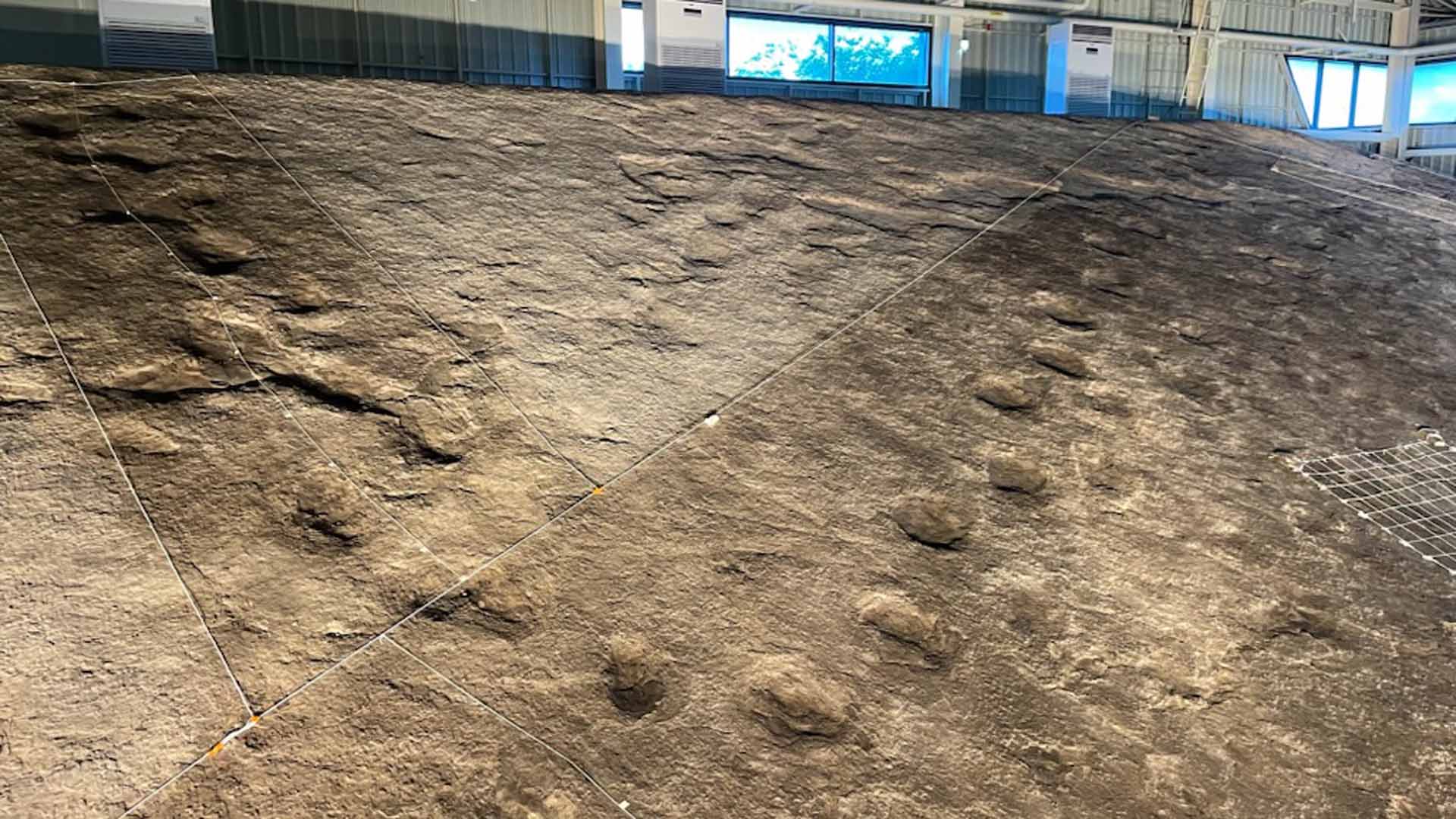 군산 도심에 찍힌 공룡·익룡 발자국 280개