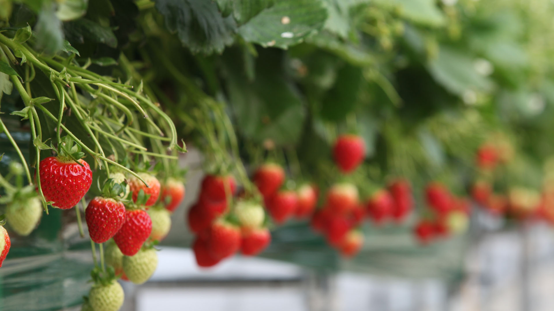 바닷바람 맞고 자란 통영 '금딸기'