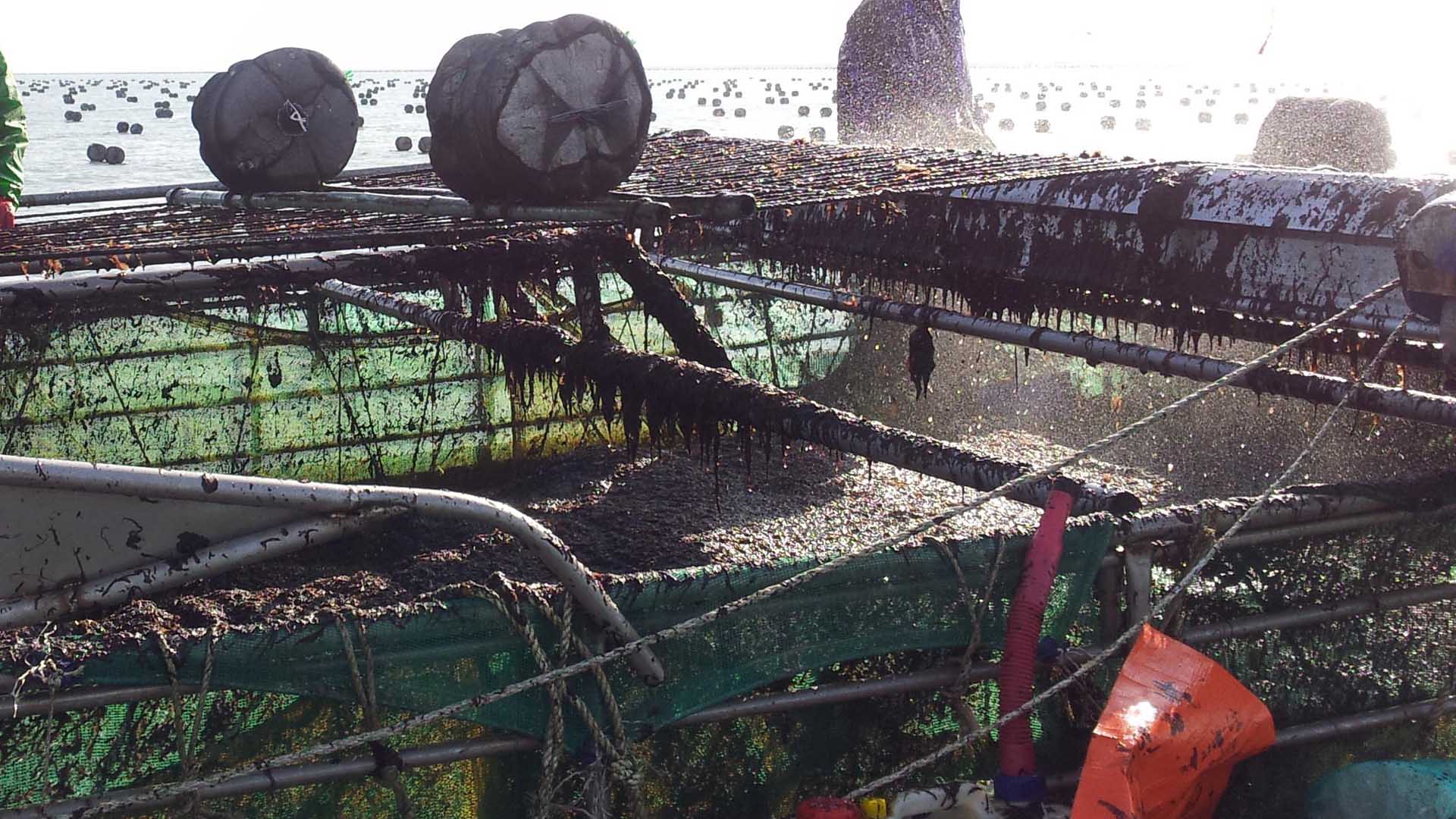 장흥 김, 세계 유일 친환경 'ASC-MSC' 인증 획득