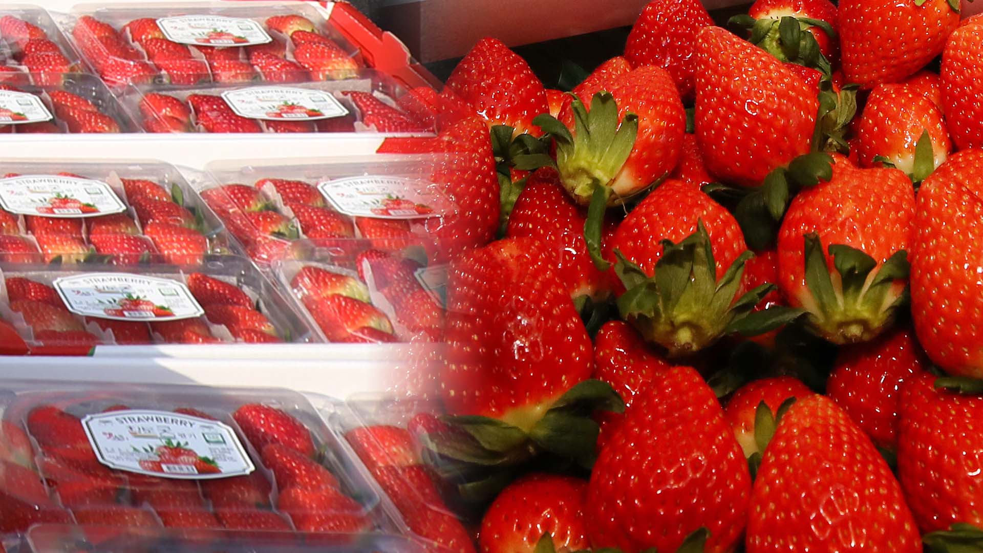 딸기를 시작으로 논산 K-농식품…동온라인카지노 추천 시장 공략