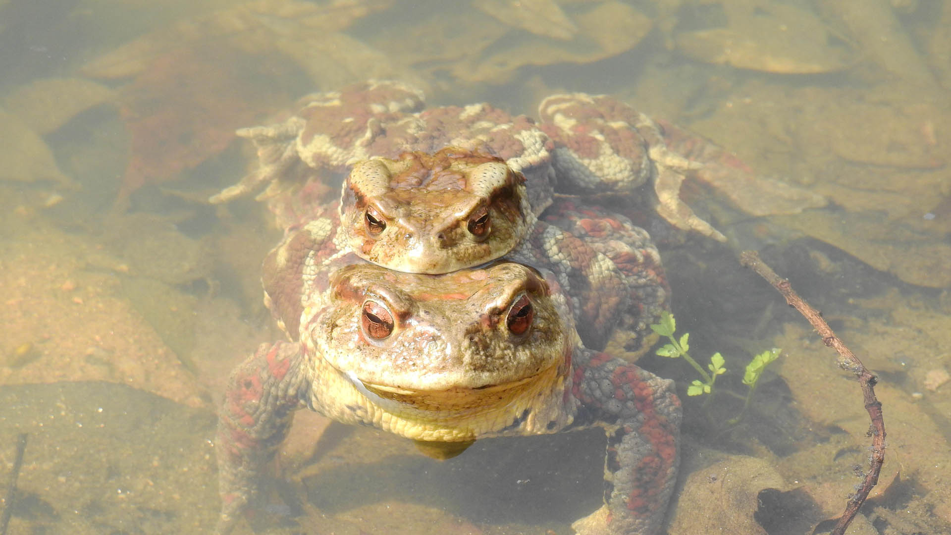 오수관로 옆에 알 낳고, 차에 깔리고…두꺼비 수난