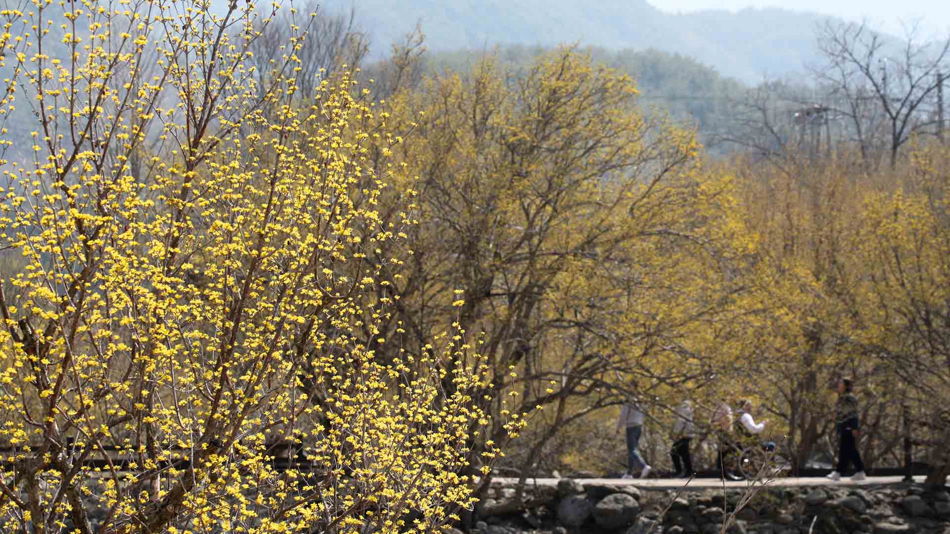 노란 봄빛으로 물든 지리산 자락…산수유꽃 만개