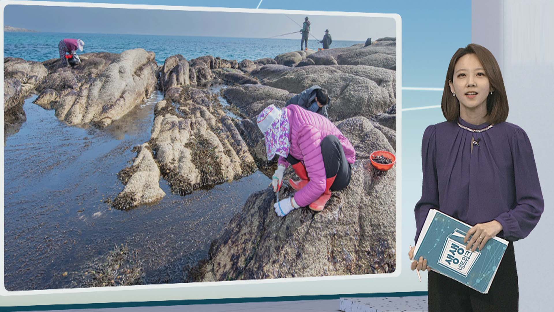 [생생갤러리] 돌김 채취에 분주한 어민들 外