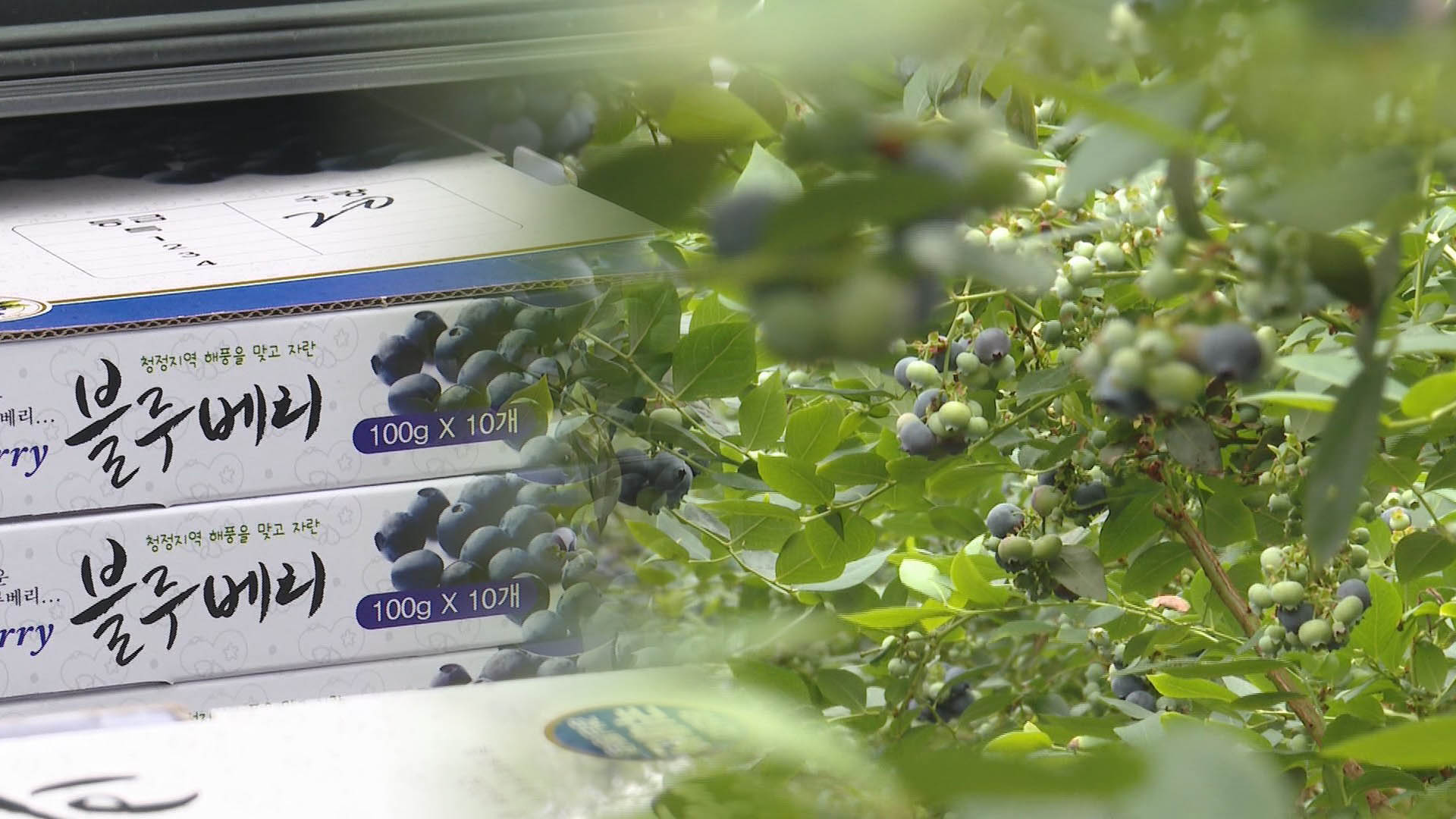 통영 블루베리 맛·식감 '일품'…전국서 인정