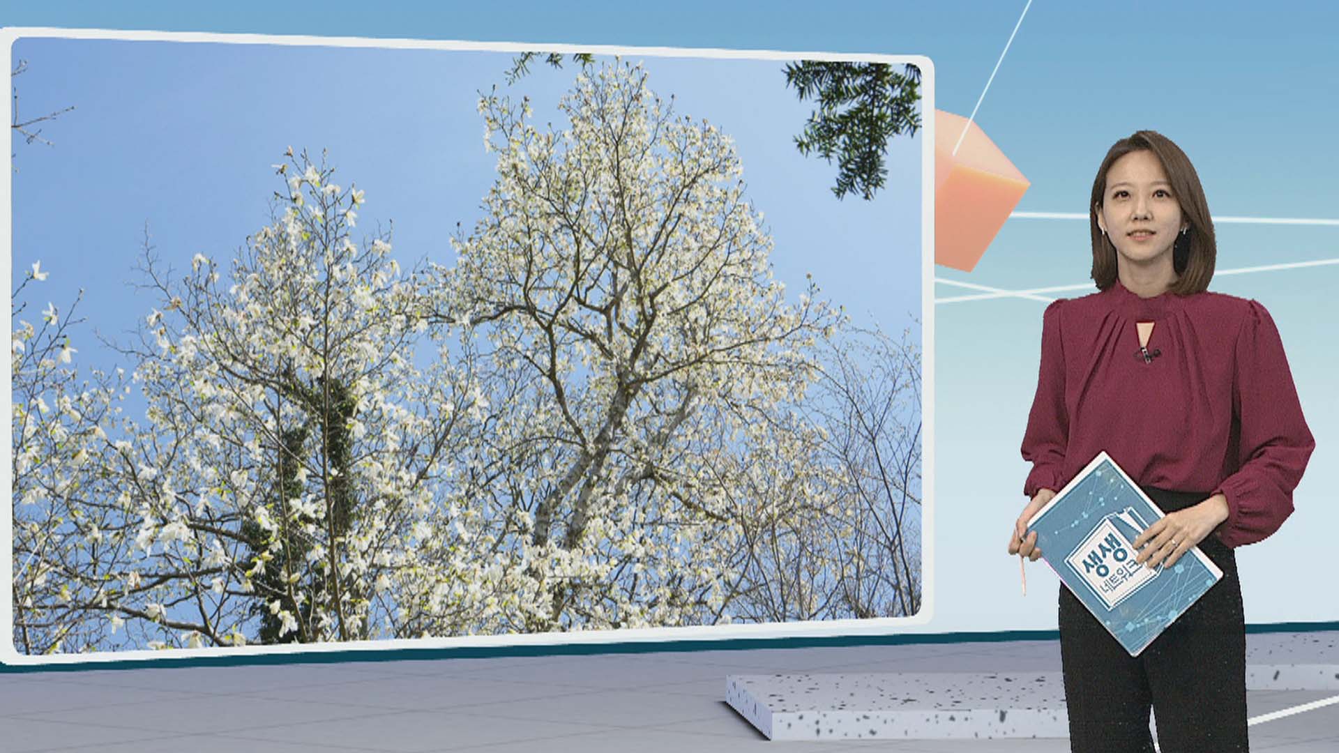 [생생갤러리] 한라산 고지대는 이제 '봄' 外