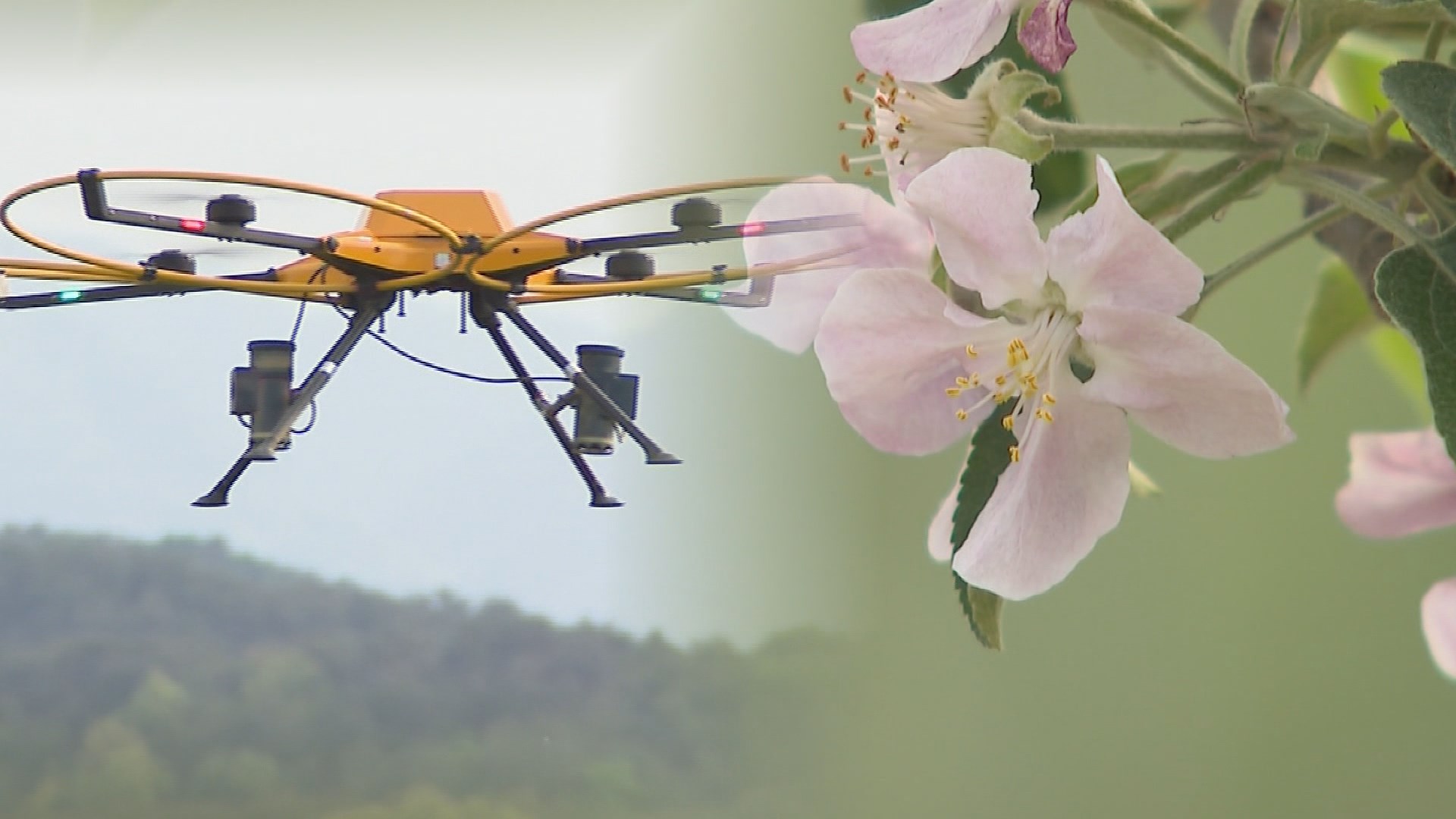 이제는 꿀벌 대신 드론…사과나무 인공수분 시도