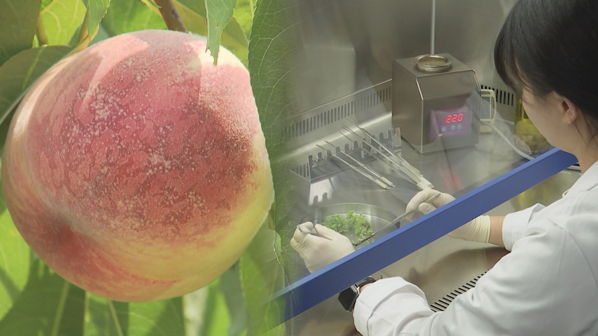 농작물 온라인카지노 운영병 걱정 뚝…무병묘로 해결