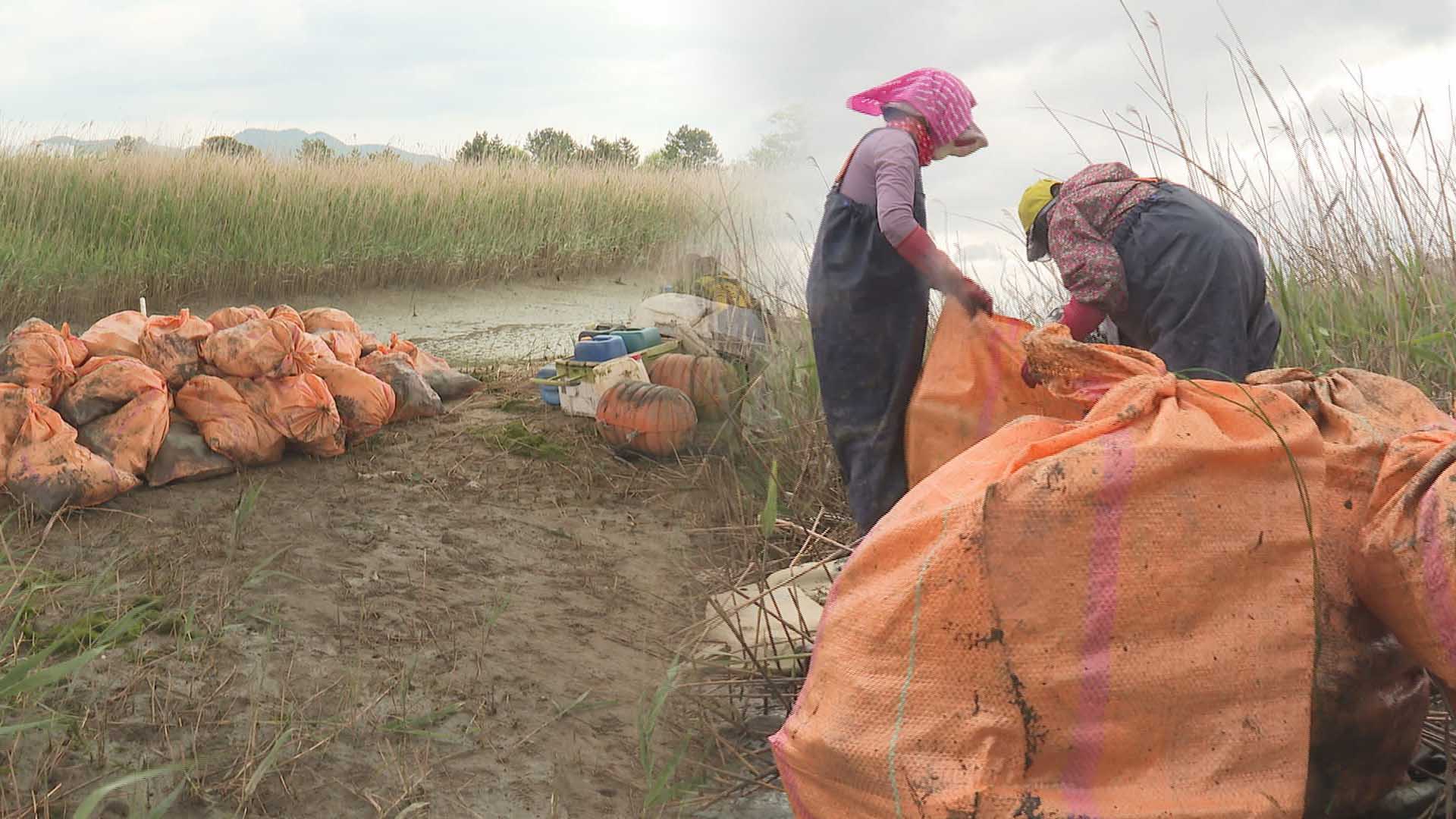 '철새 도래지를 지켜라'…을숙도 쓰레기 수거 '진땀'