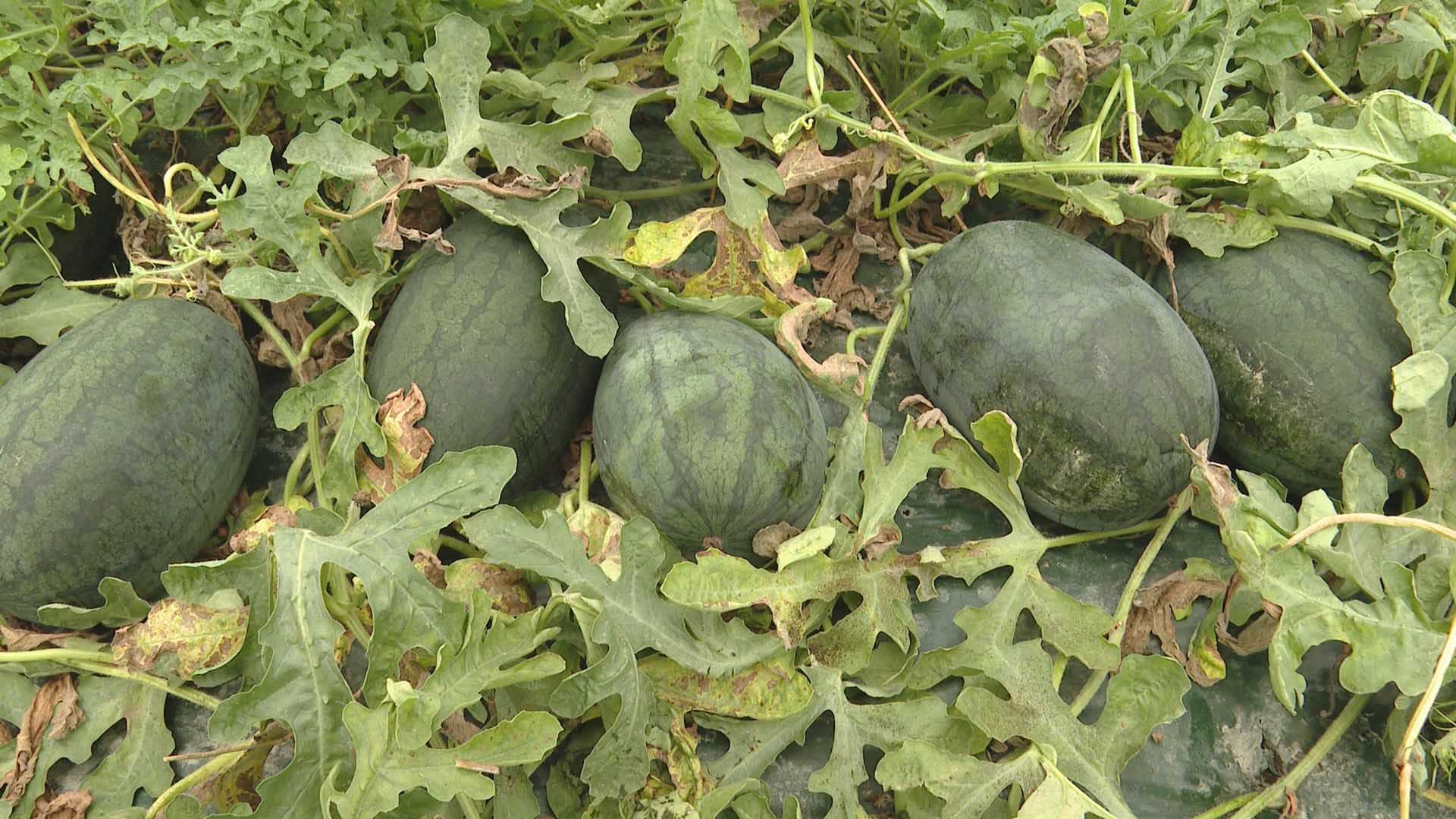 길쭉한 수박 보셨나요…고당도 함안 '베개수박' 인기