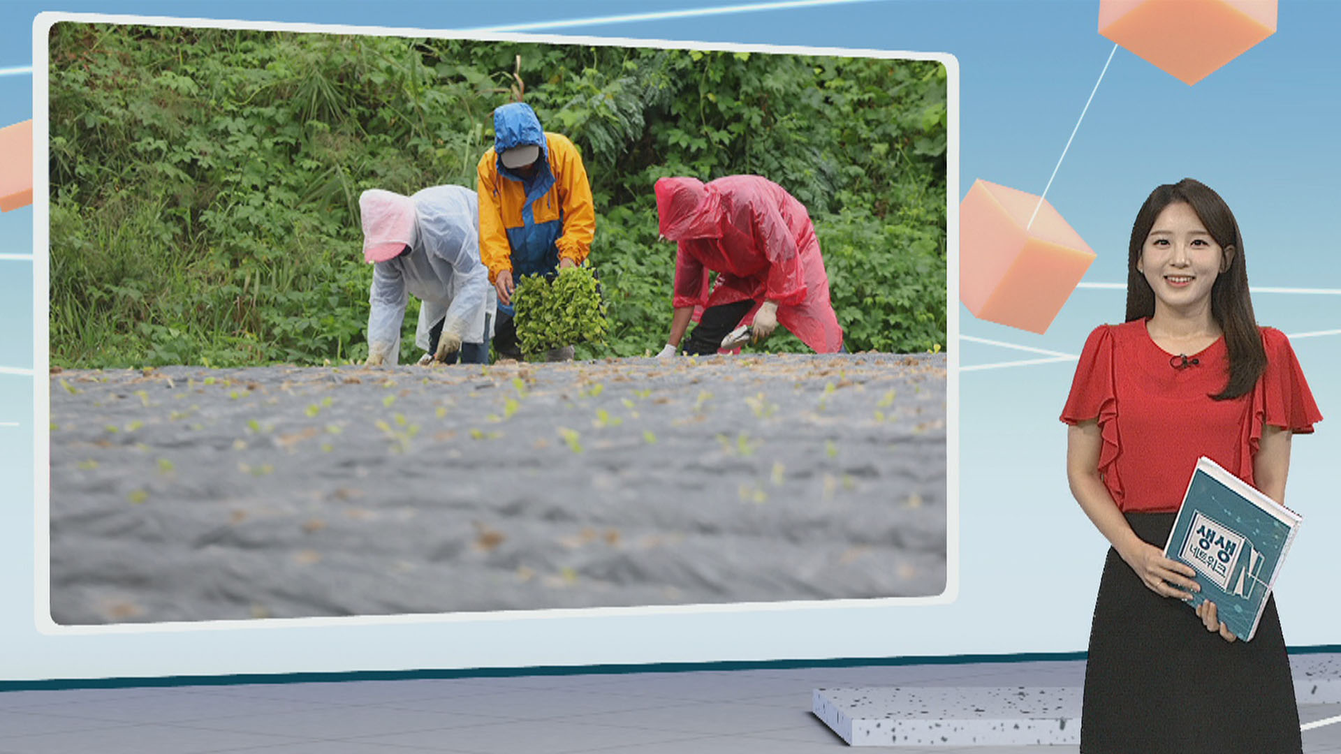 [생생갤러리] 비도 못 막는 농심…"<em class='find'한국어 온라인 카지노</em 배추 심어요" 外