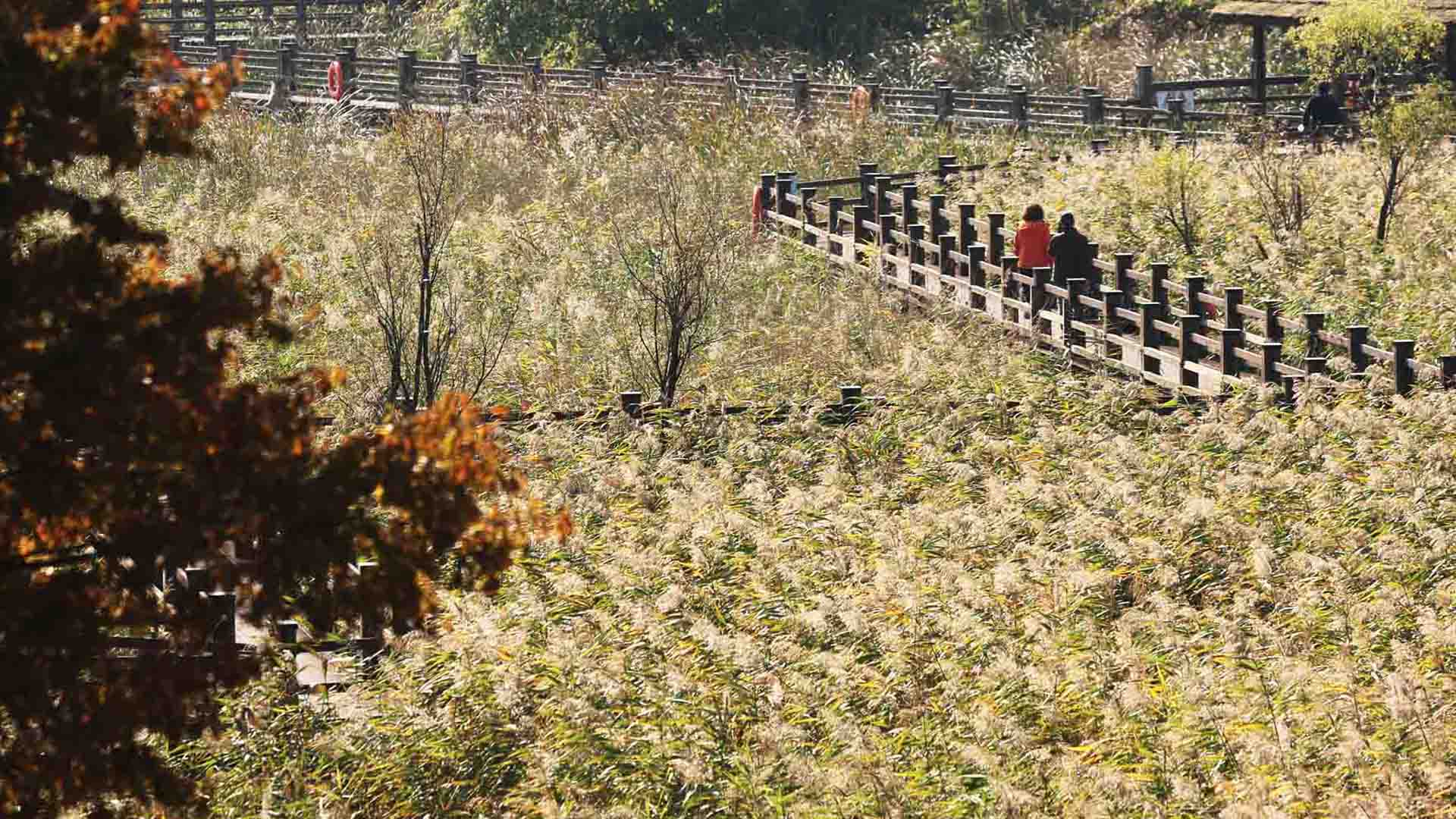 '바람에 금빛 물결 일렁' 카지노 꽁 머니로 물든 강진만 갈대밭