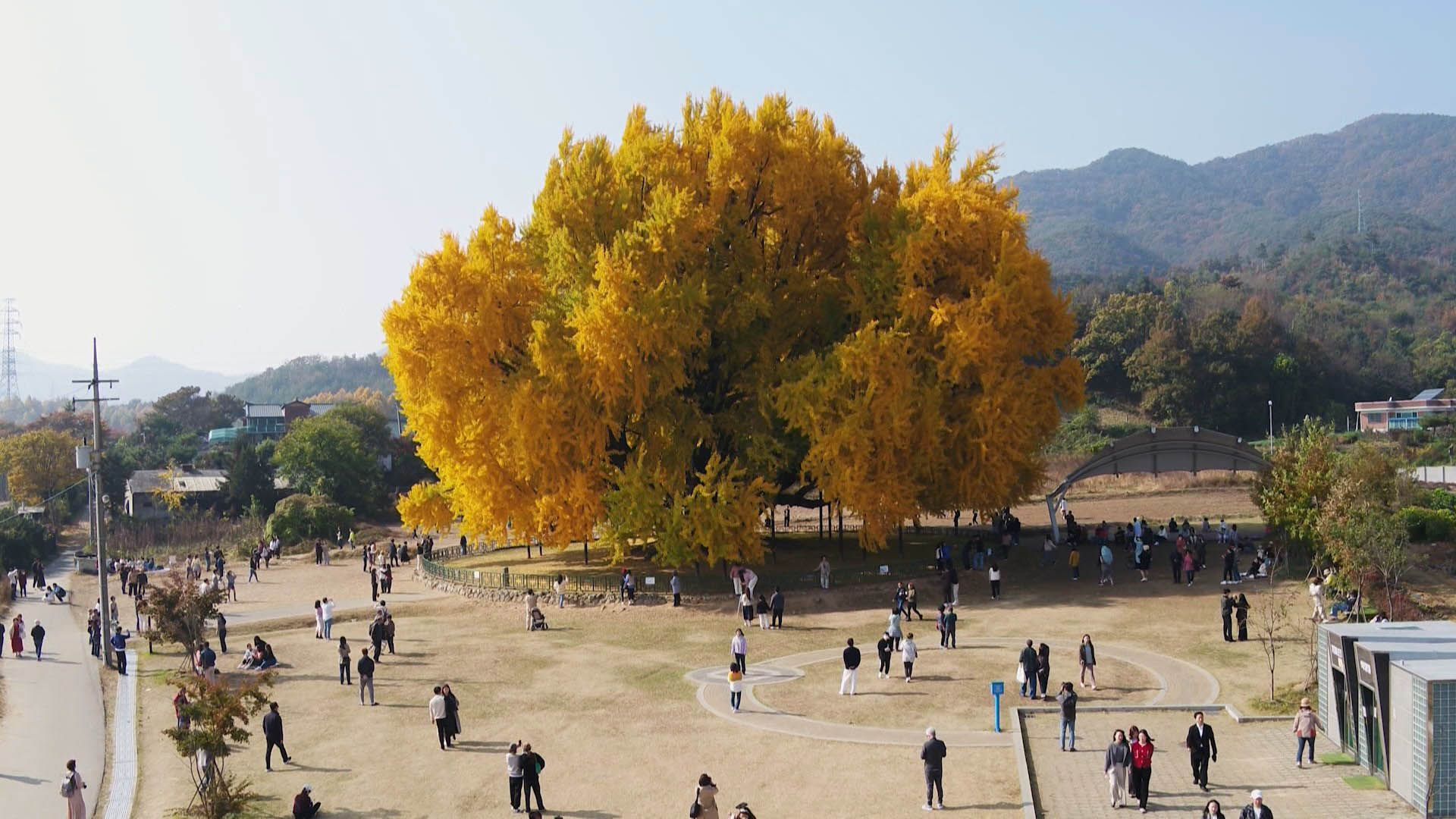 1년에 2주만 허락된 '황홀경'…원주 반계리 은행나무