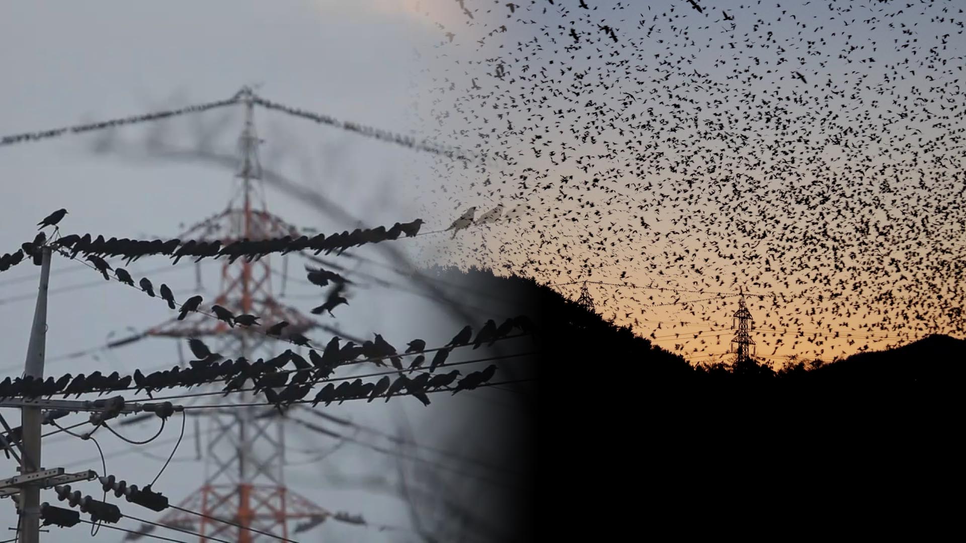 <em class='find'온라인 카지노 불법</em 되자 울산 태화강에 올해도 떼까마귀들 군무