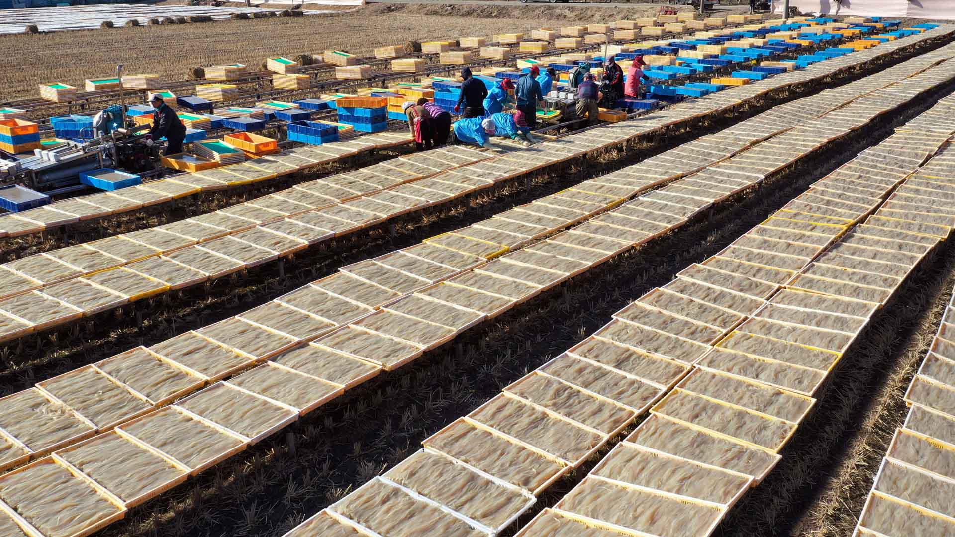 경남 밀양의 '한천' 아시나요…추운 겨울 농민들 소득증대에 효자