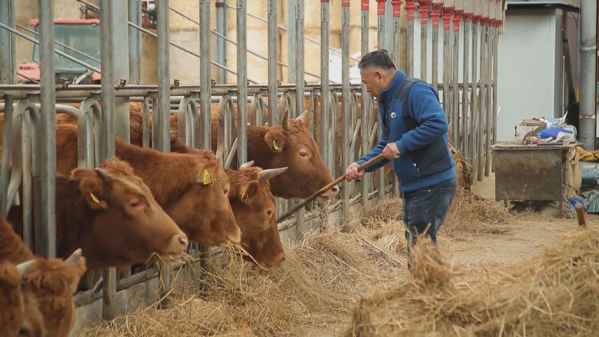 한우 농가 사료수급 열풍건초로 해결…15분이면 뚝딱