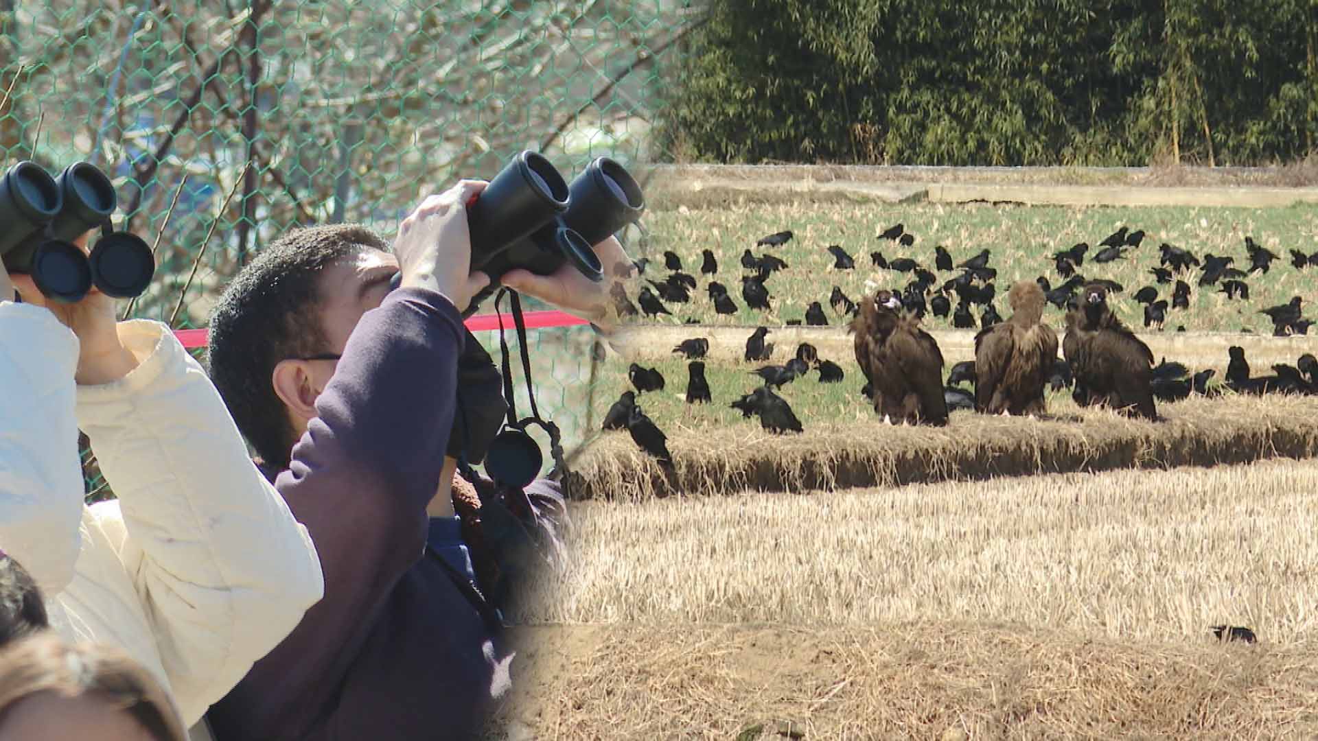 겨울이면 독수리도 찾아오는 샌즈카지노…'조류 사파리' 운영키로