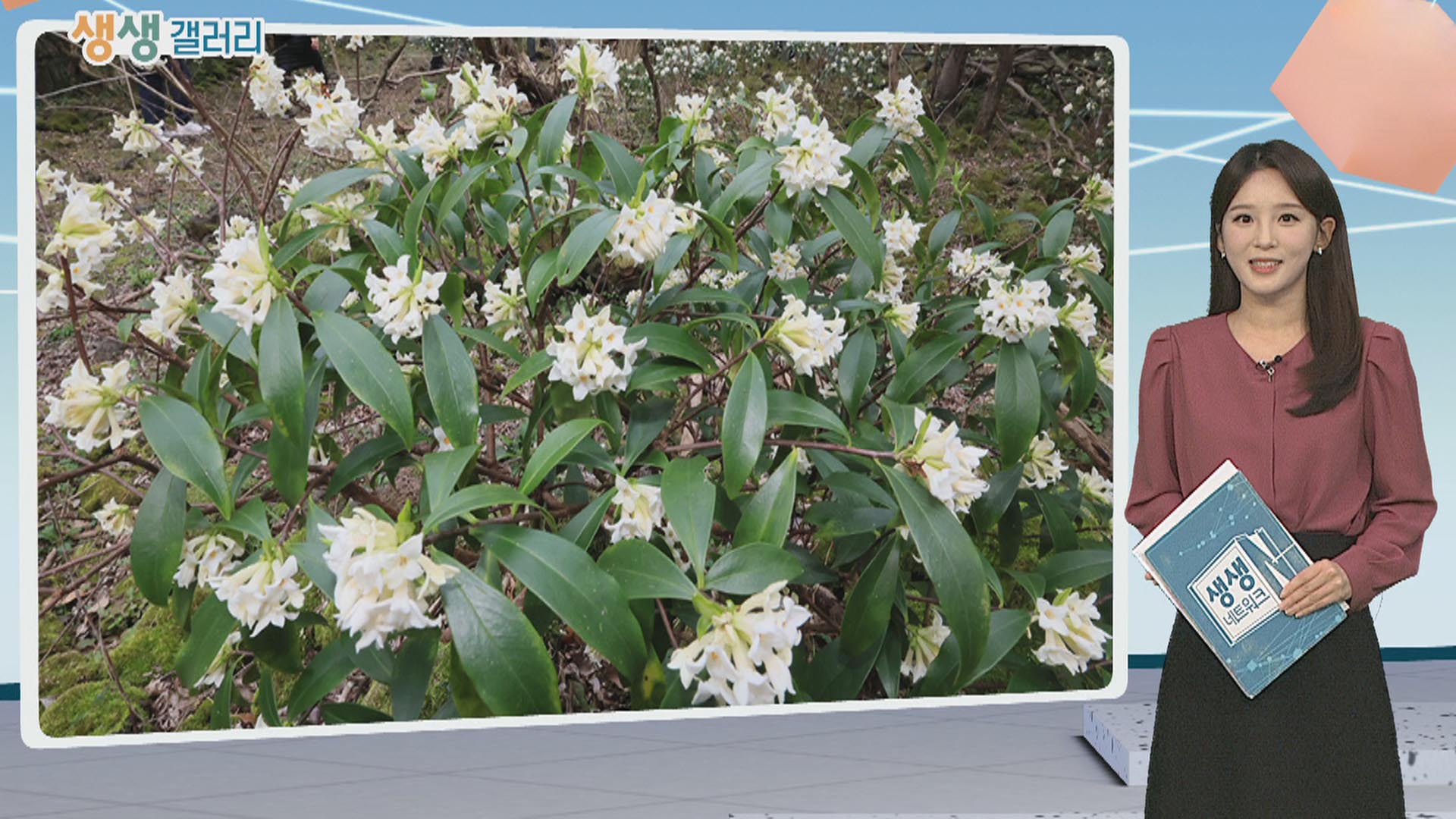 [생생갤러리] "천리 가는 향기"…제주 백서향 활짝 外