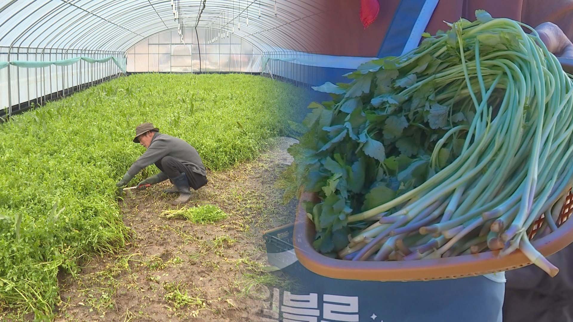 맛·향 남다른 '명품 미나리' 아시나요…경남 양산서 수확 한창