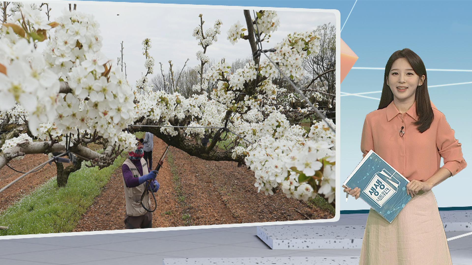 [생생갤러리] 만개한 배꽃…나주배 인공수분 작업 外