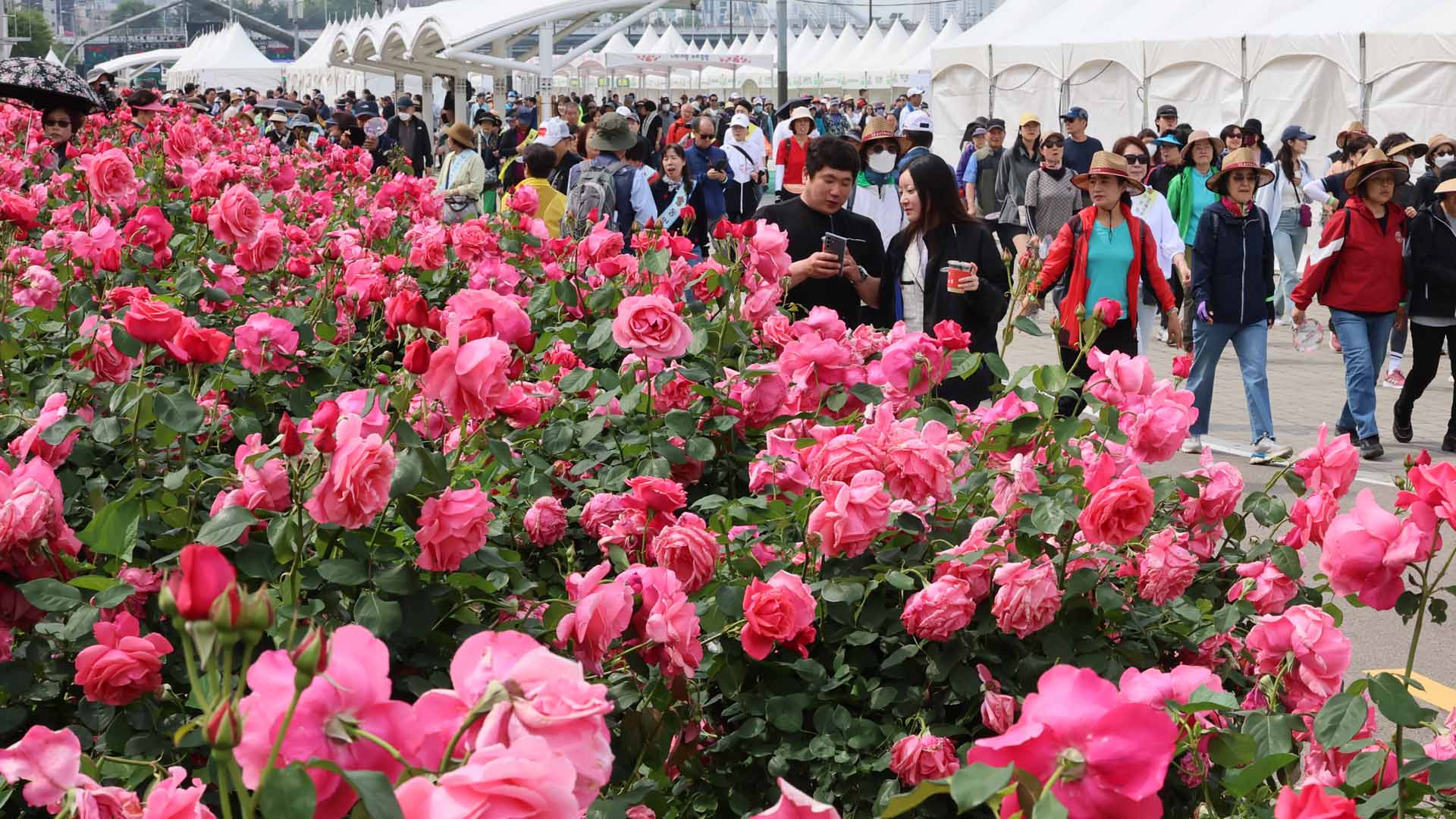 천만송이 장미 '활짝'…2024 중랑 카지노배팅법장미축제