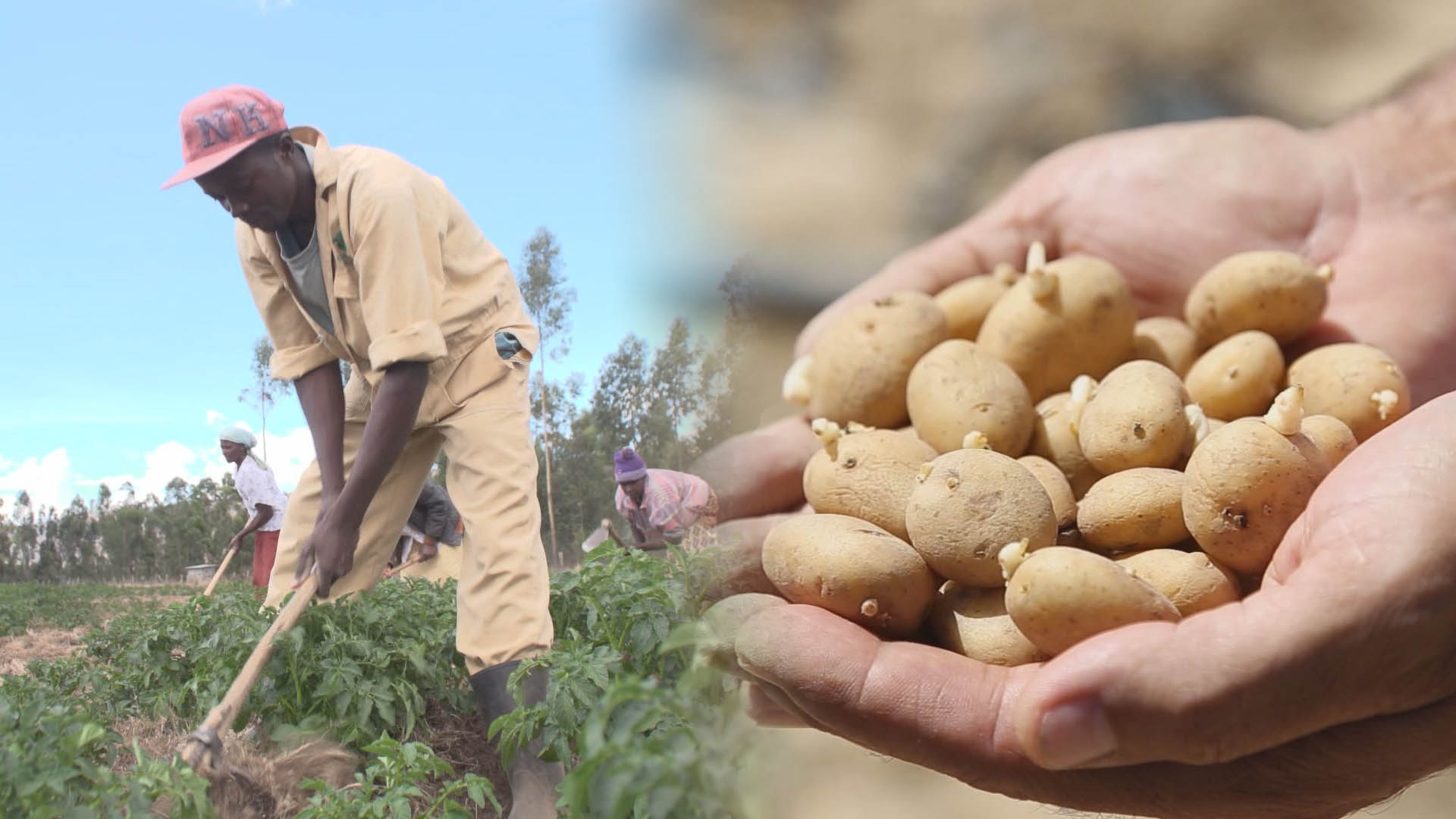 배고픔 달래주던 감자 도입 200년…세계로 뻗어나가는 K-감자