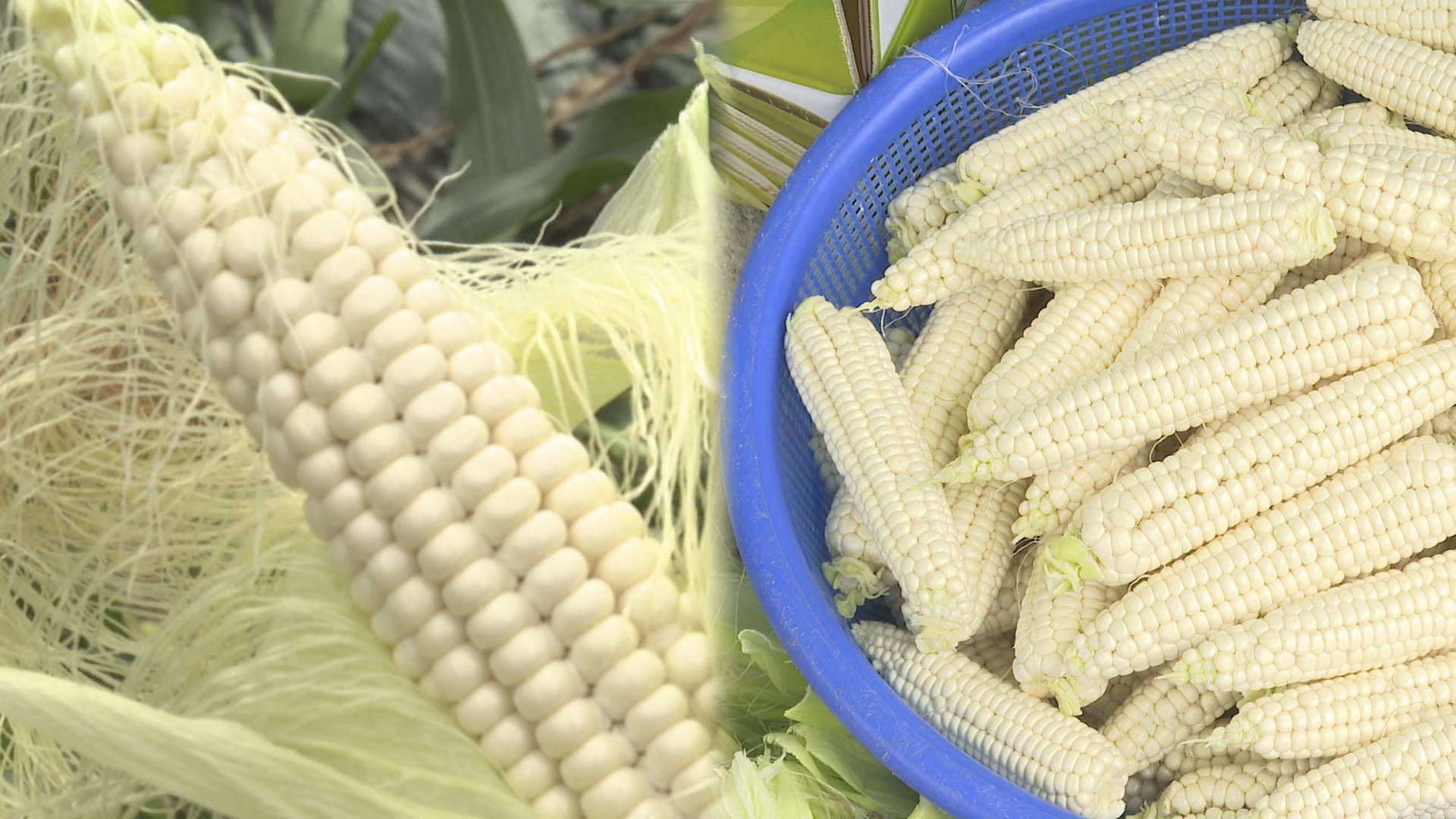 "당도 높고 식감 쫀득"…괴산 대학 찰옥수수 첫 수확