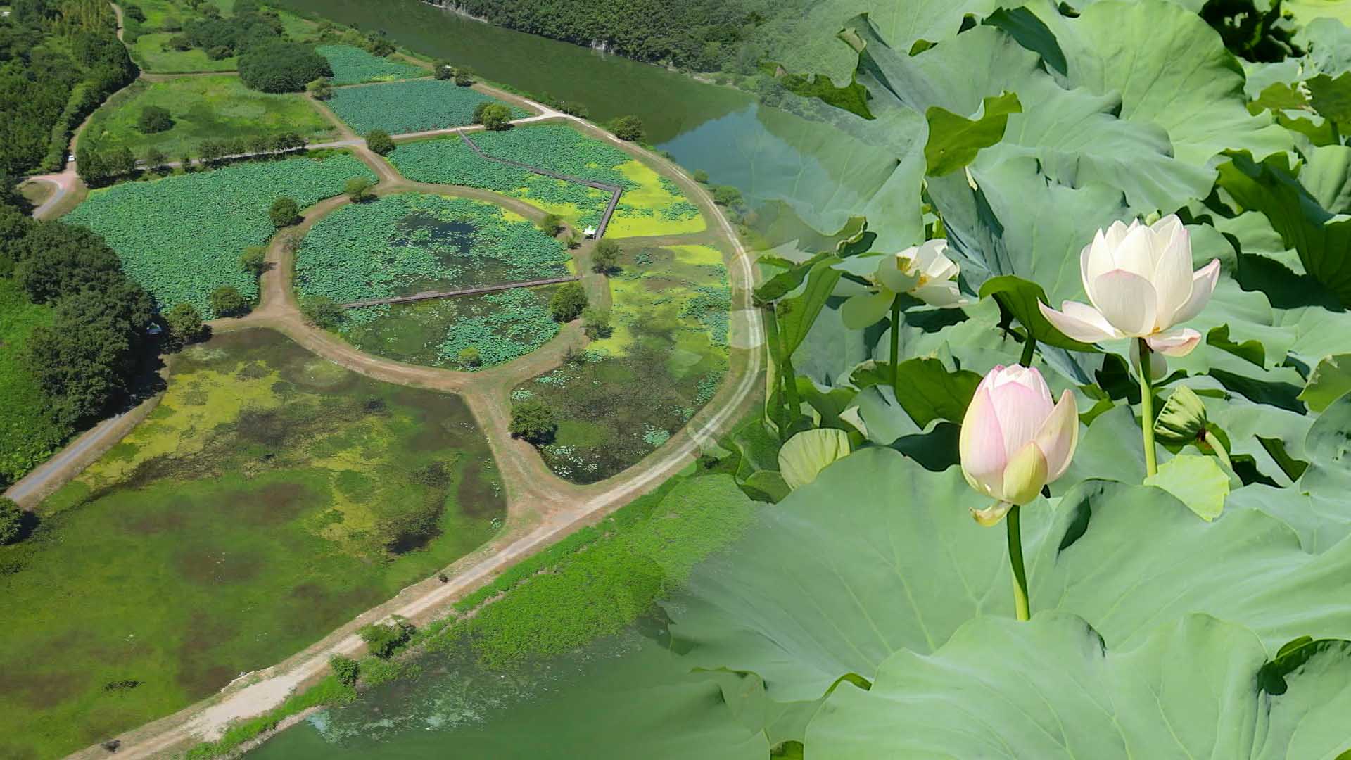 여름 한 철 개방하는 연꽃밭…회야댐 생태습지
